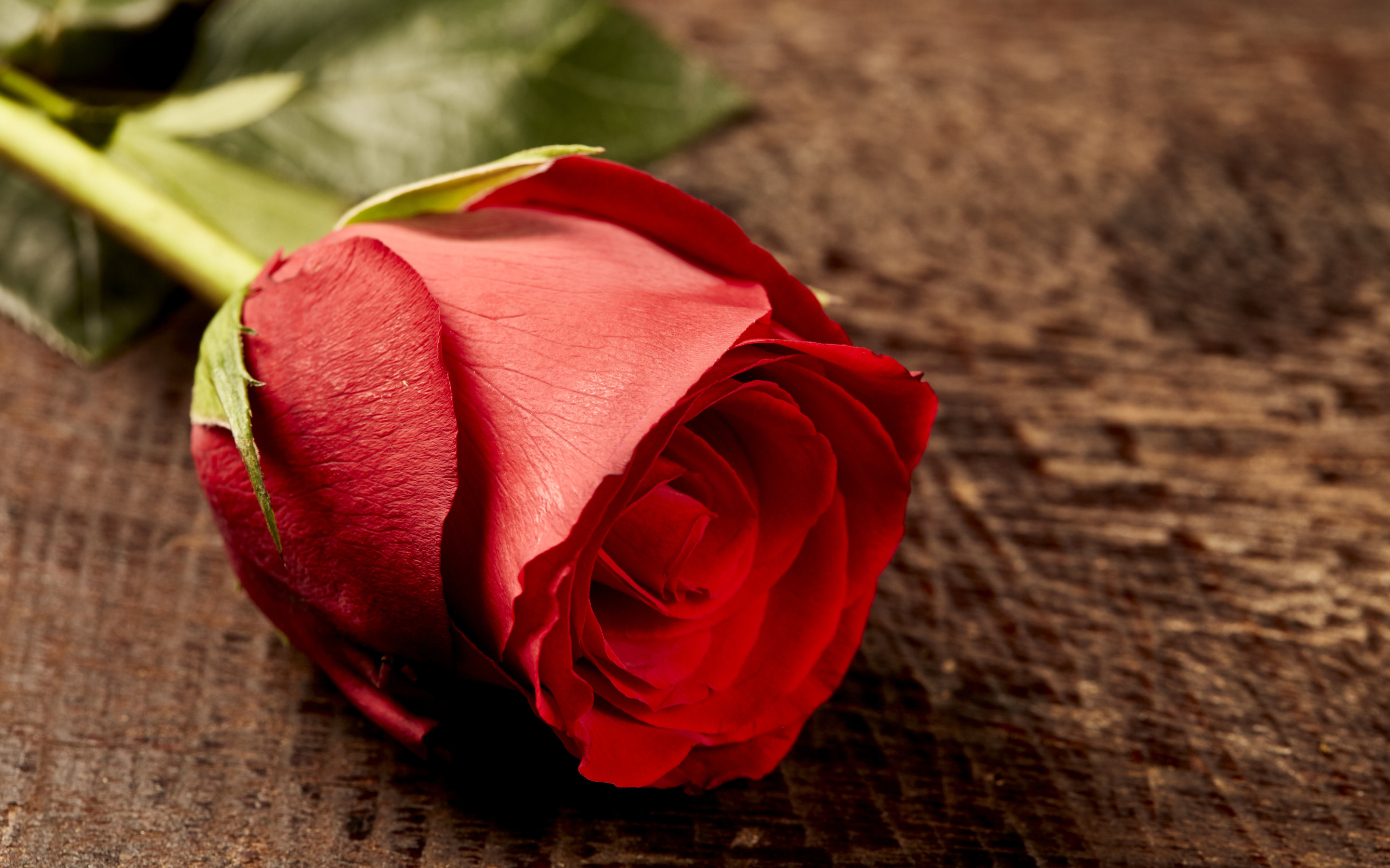 Красивые бутоны 1. Красные розы. Цветы розы красные. Бутон красной розы. Красивые бутоны роз.