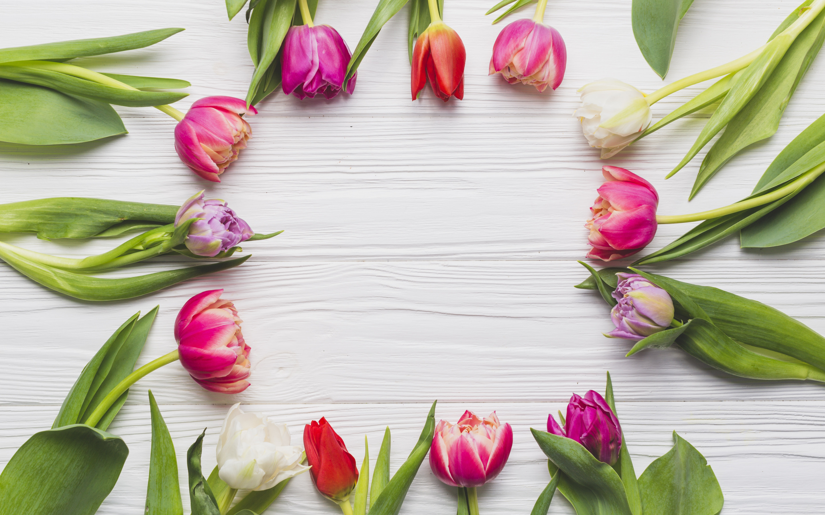 Тюльпаны фон. Тюльпаны открытка. Красивый фон с тюльпанами. Весенние цветы тюльпаны. Весенний букет фон