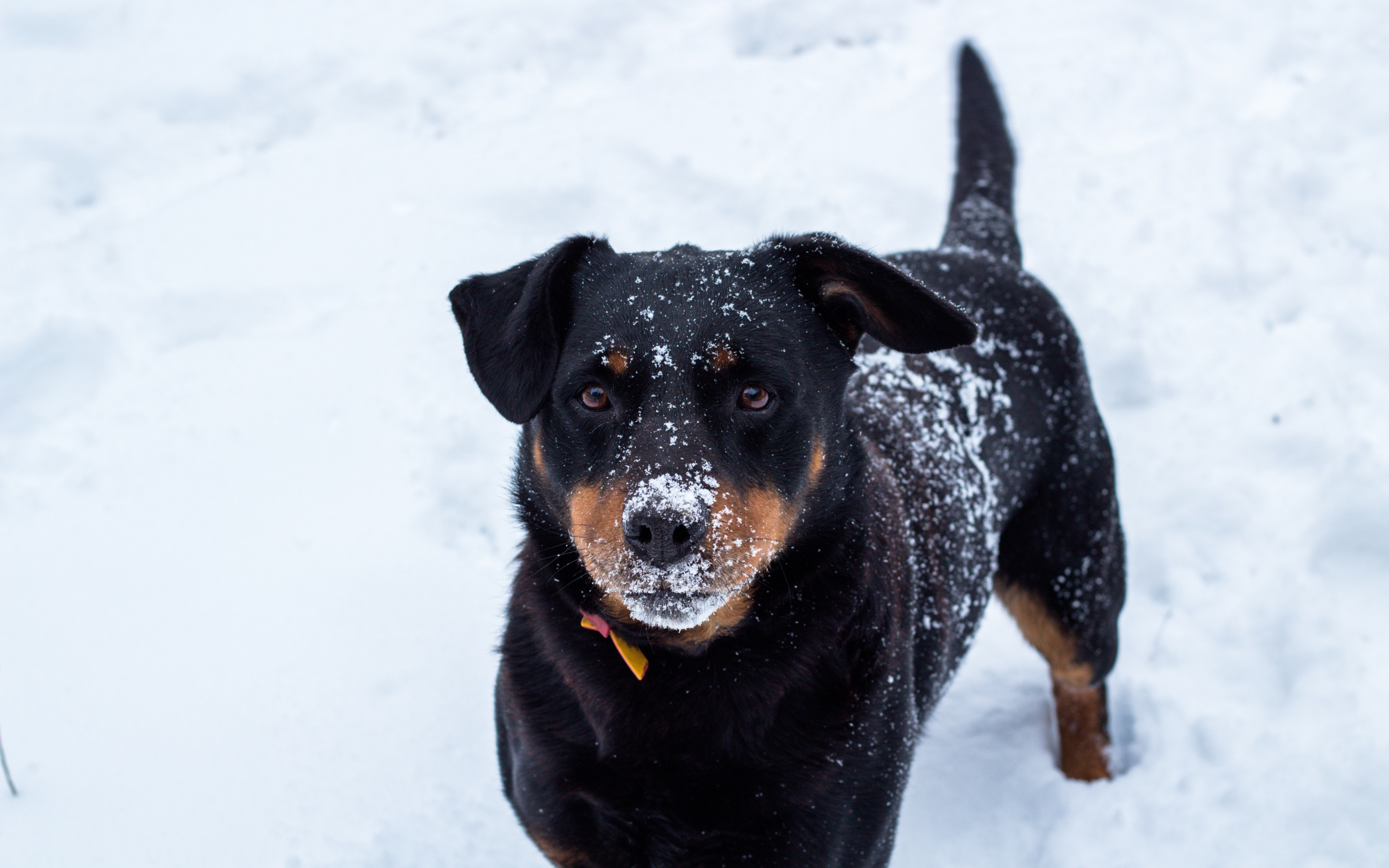 Собака снежок. Фрост дог. Снежок собака Фроста. FROSTDOG лицо. Лицо Frost Dog.