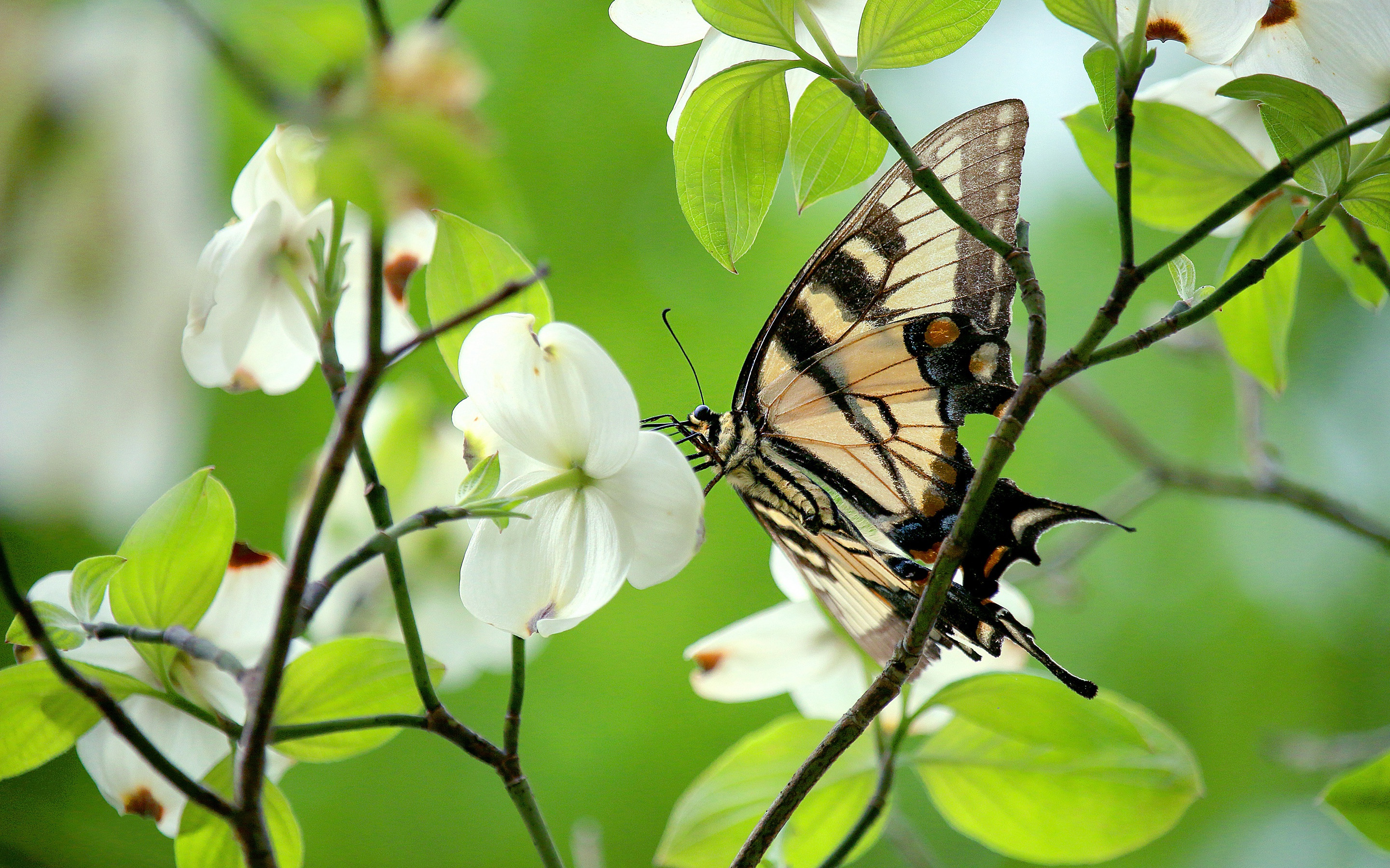 Увидеть бабочку весной. Бабочка на ветке. Бабочки в природе. Весенние бабочки.