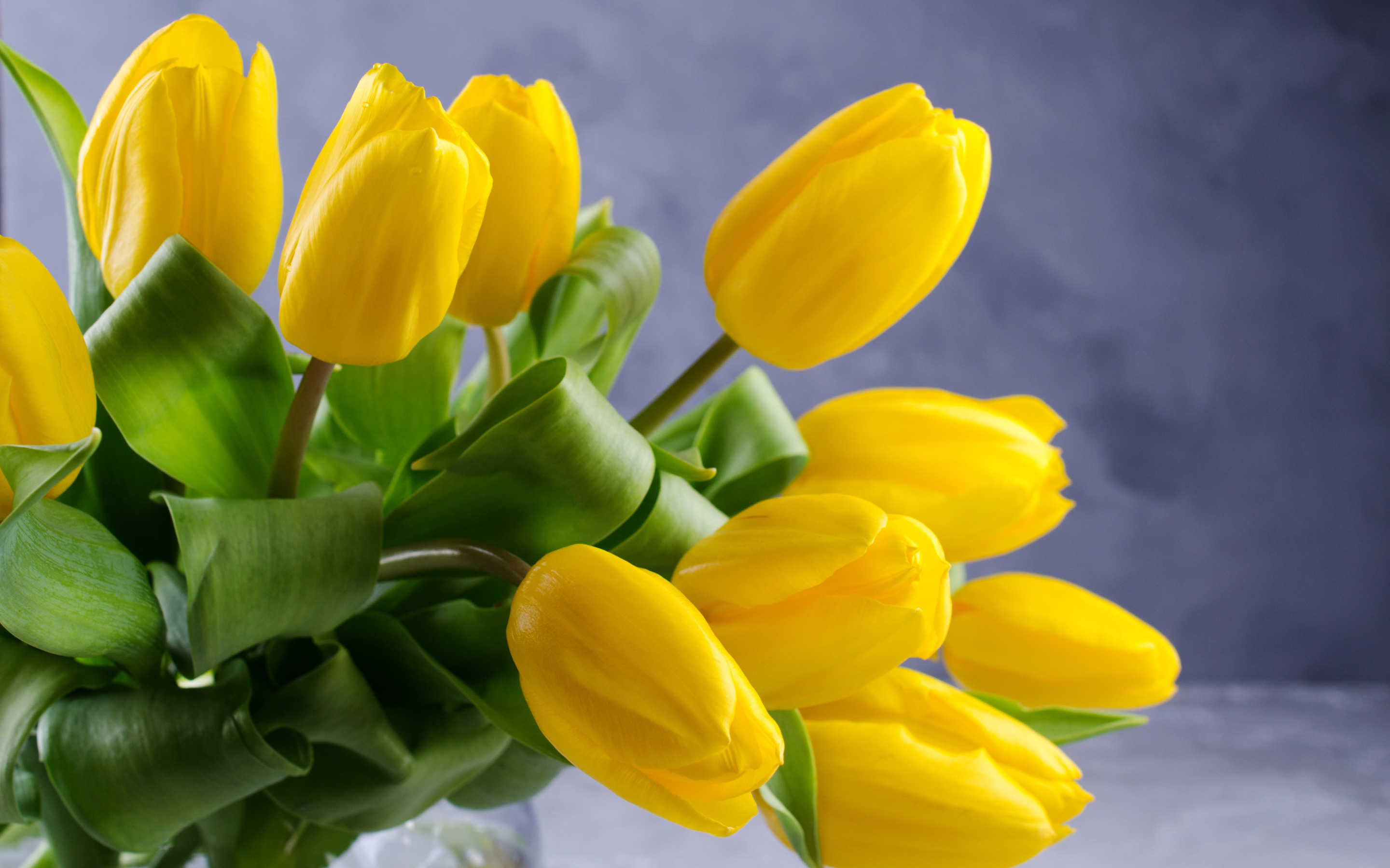 Желтые тюльпаны. Красивые тюльпаны. Букет тюльпанов. Жёлтый цветок. Обои желтые тюльпаны