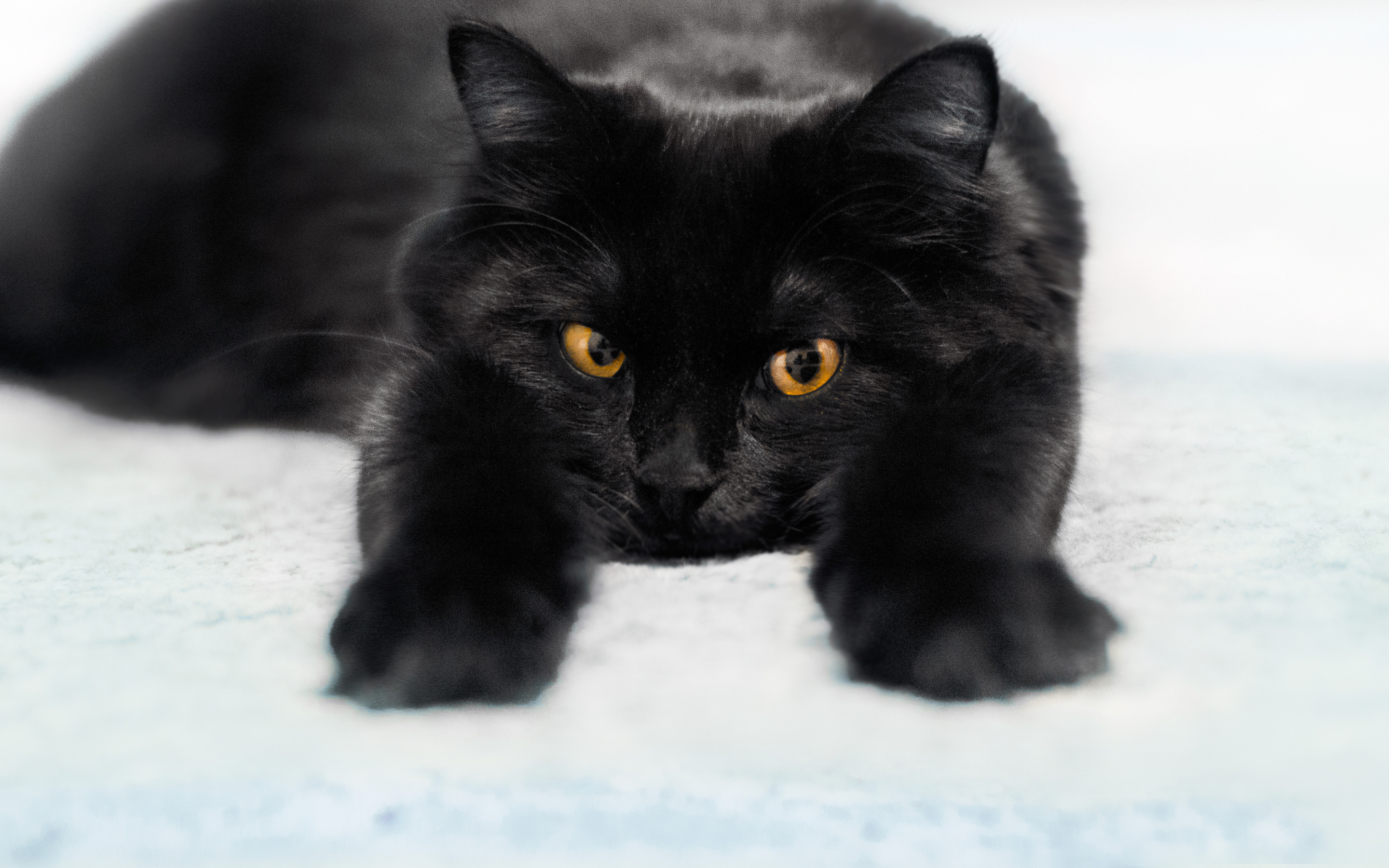 Черное фото на весь экран. Черные коты. Красивая черная кошка. Красивый черный кот. Черная кошка с желтыми глазами.