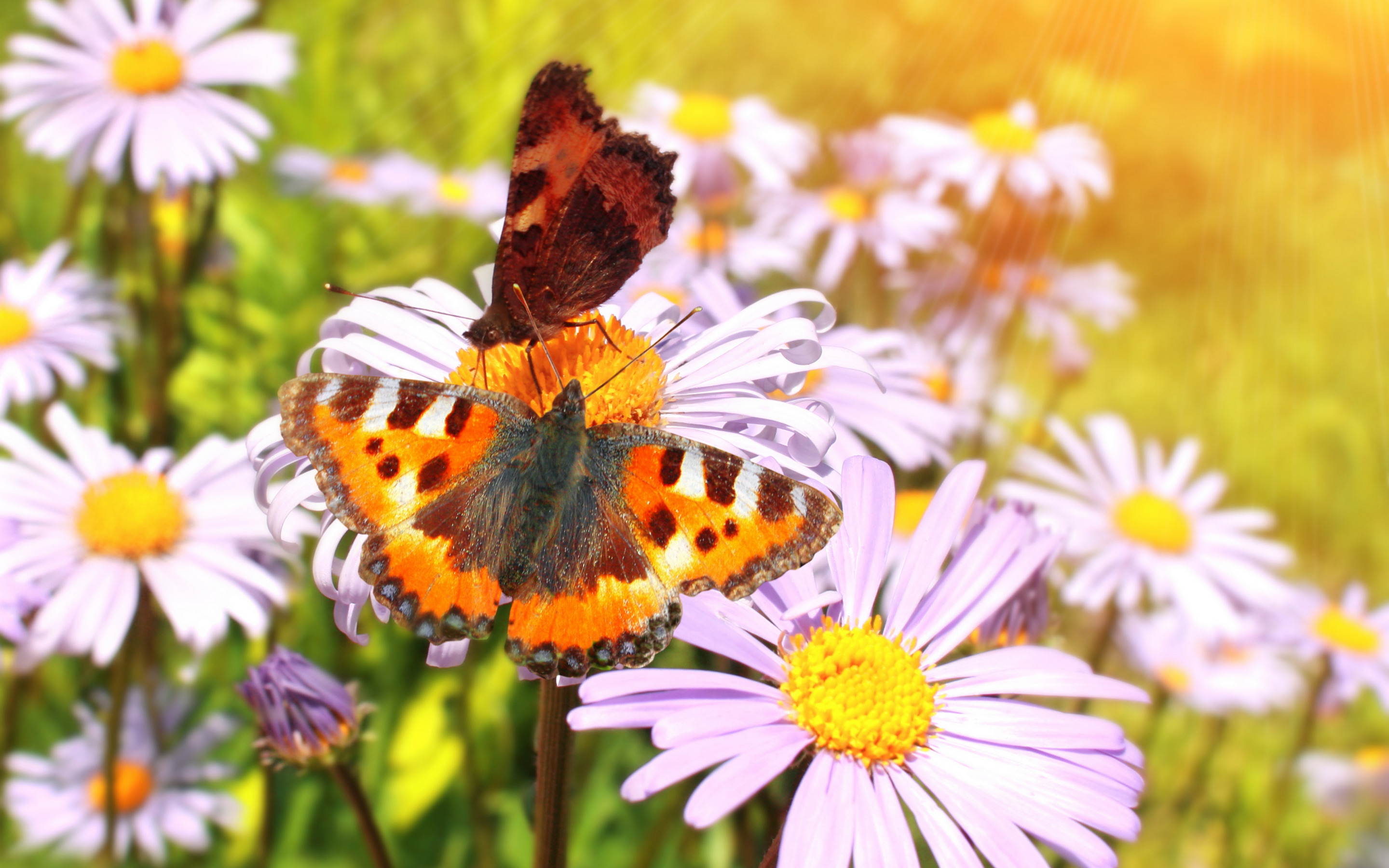 Поле цветы бабочки. Бабочка и ромашки. Бабочки на лугу. Лето бабочки. Бабочка на цветке.
