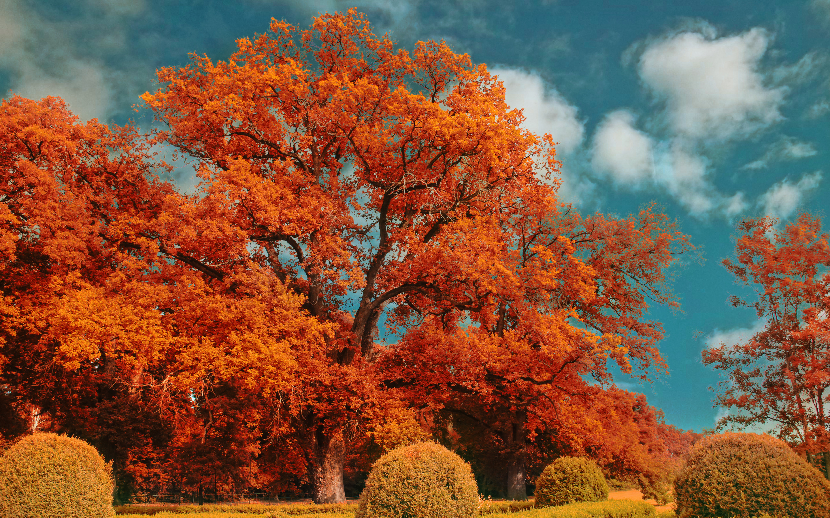 Картинки деревьев осенью. Дубовидный клен. Quercus rubra Aurea. Осеннее дерево. Деревья осенью.
