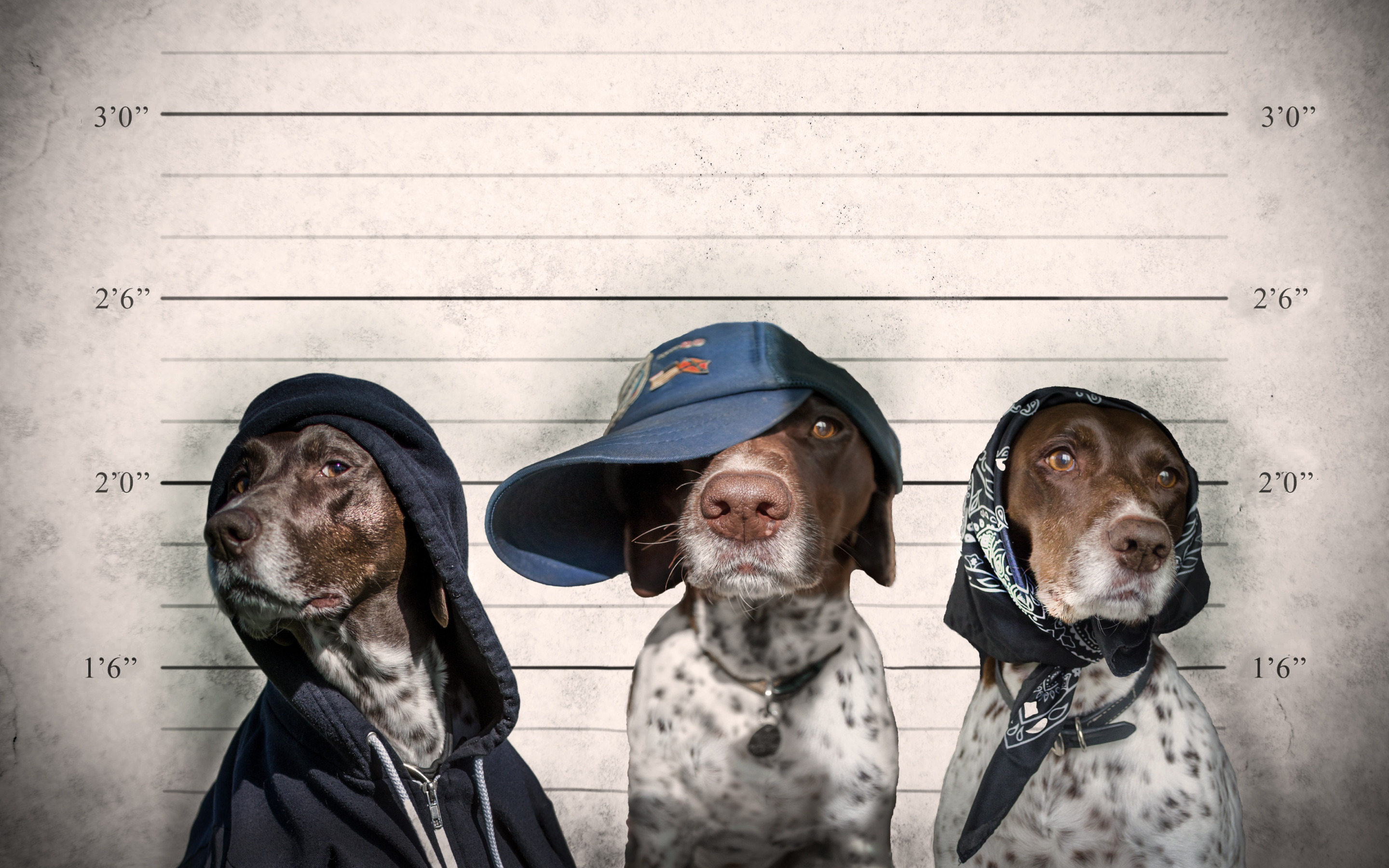 Dog new tricks. Смешные собаки. Три смешные собаки. Опознание животных. Животные преступники.