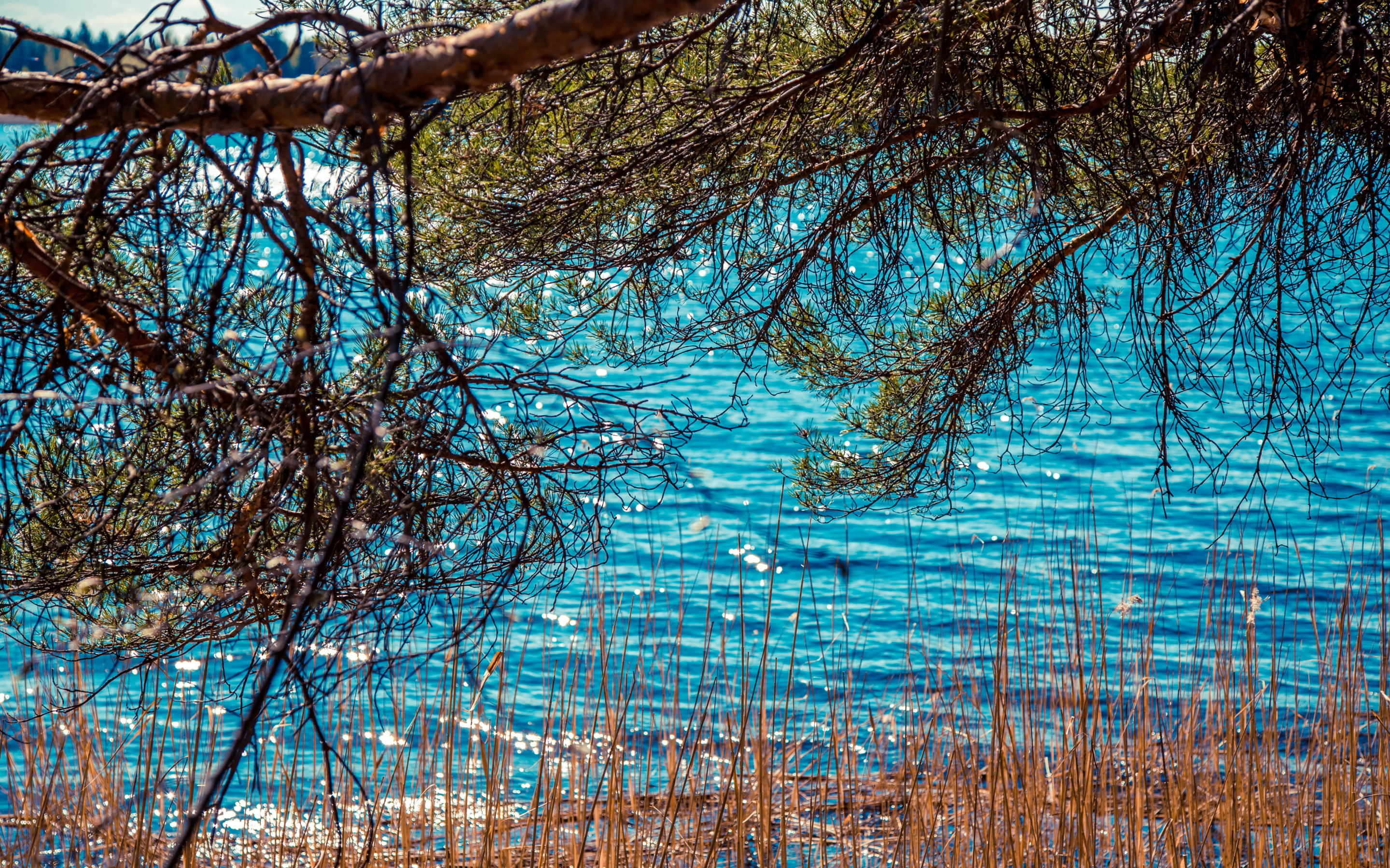 Water tree. Водяное дерево. Ветви на воде. Ветви ивы в воде. Блики от воды на дереве.