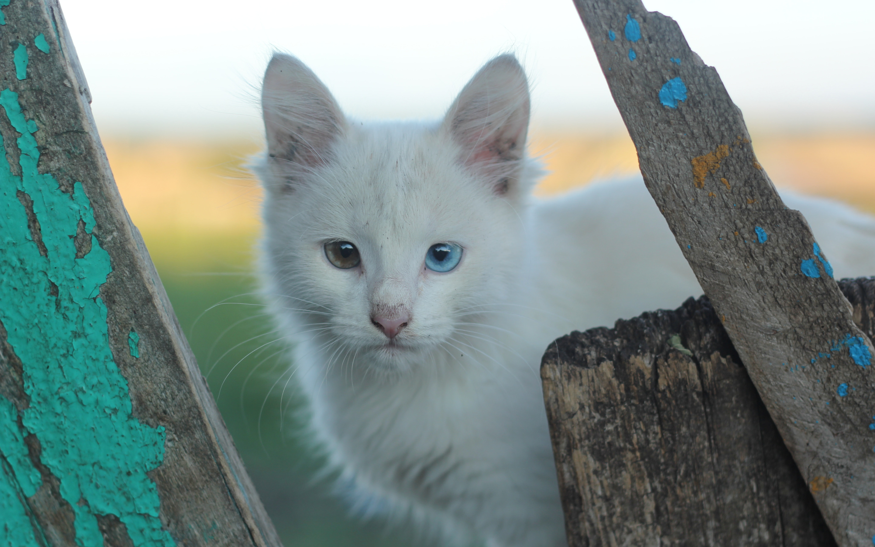 Картинки Кошки С Разными Глазами