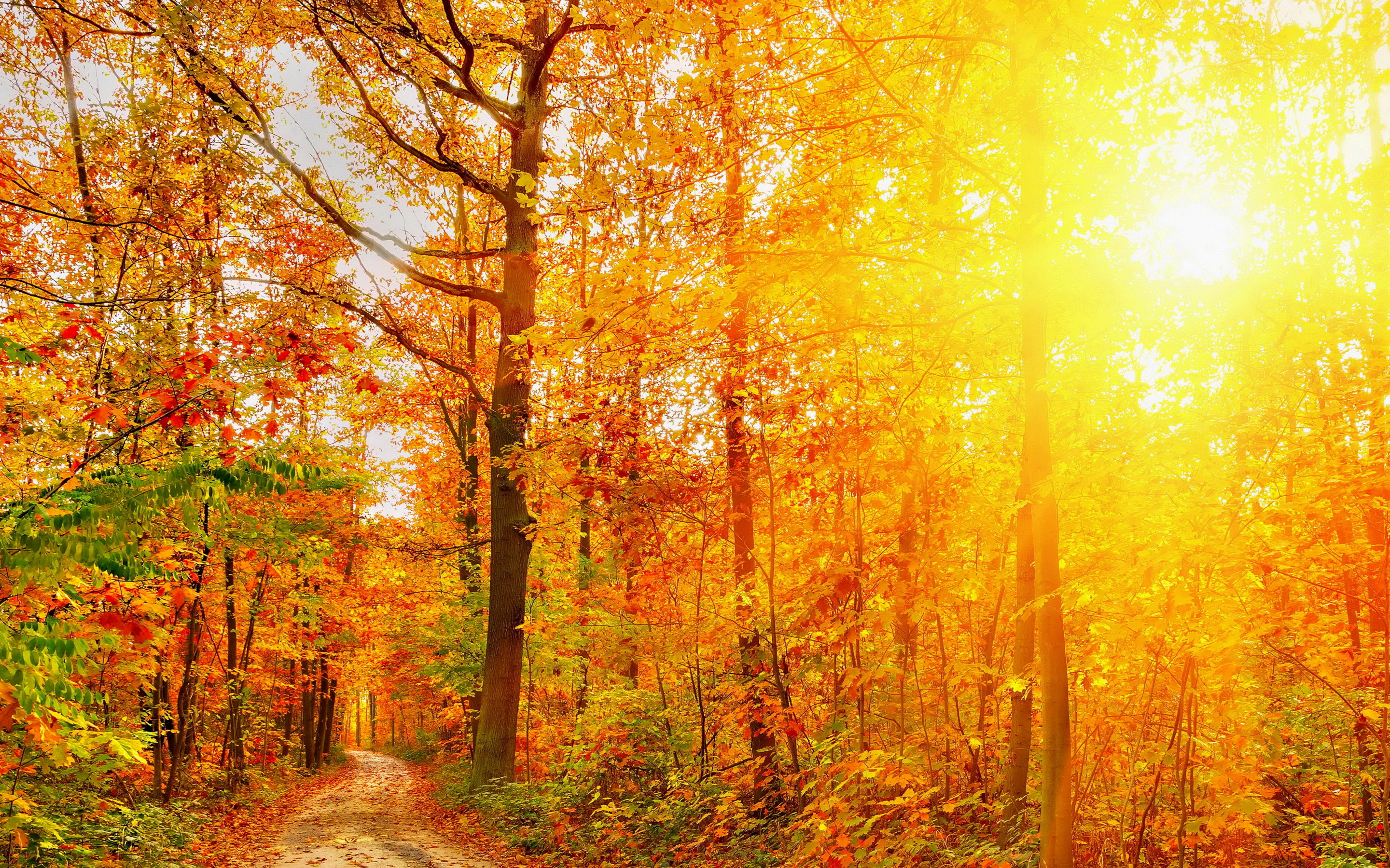Обои времена года. Осенний лес. Дух осеннего леса. Осень в лесу Рунака. Осень в лесу ЯШНИН.