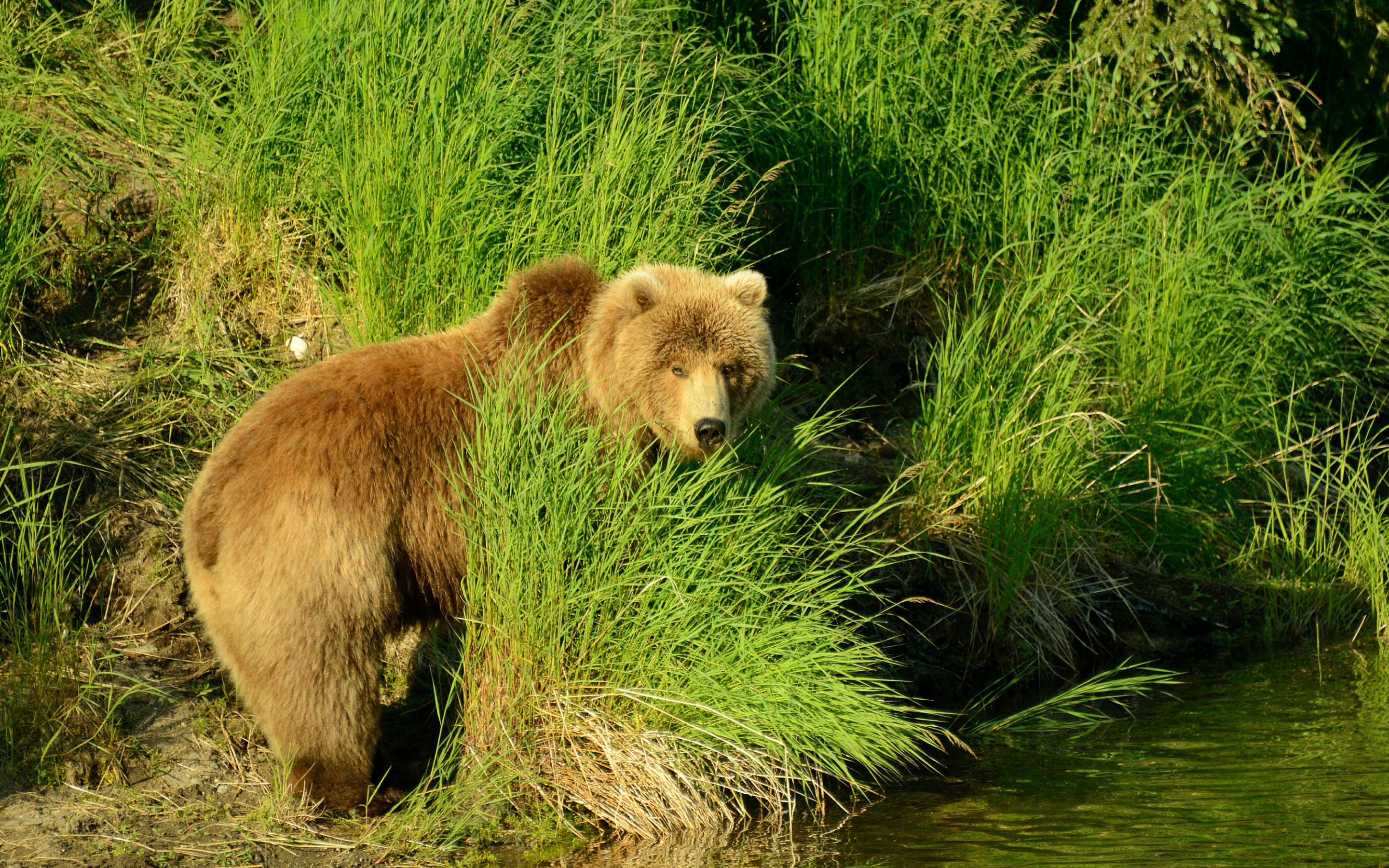 Медведи в болоте. Медведь Гризли. Бурый медведь. Медведь в природе. Красивый медведь.