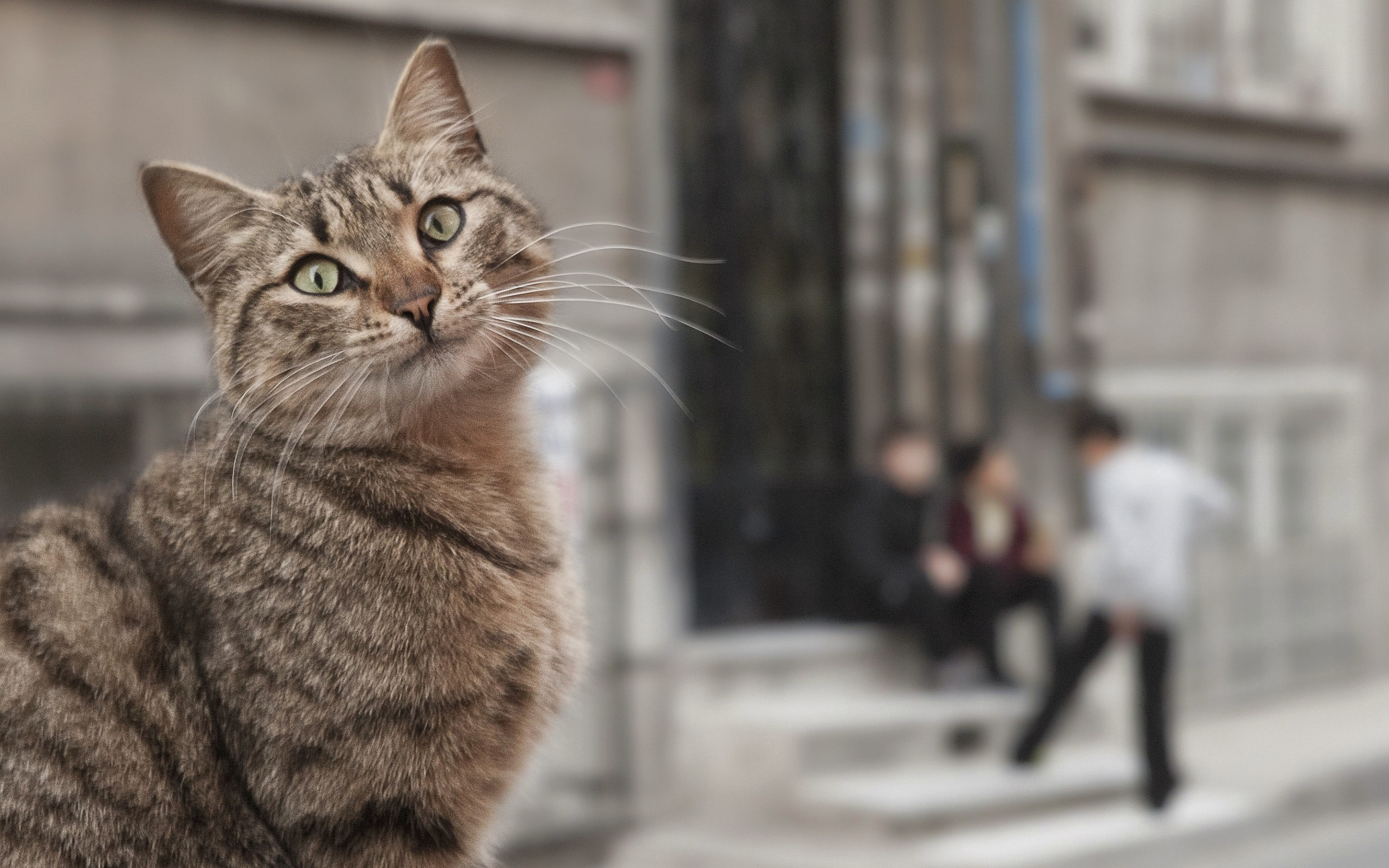 Hello street cat live. Кошки в Стамбуле. Картинки кошек Сток. Стамбул кошки обои вертикальные. Hello Street Cat.