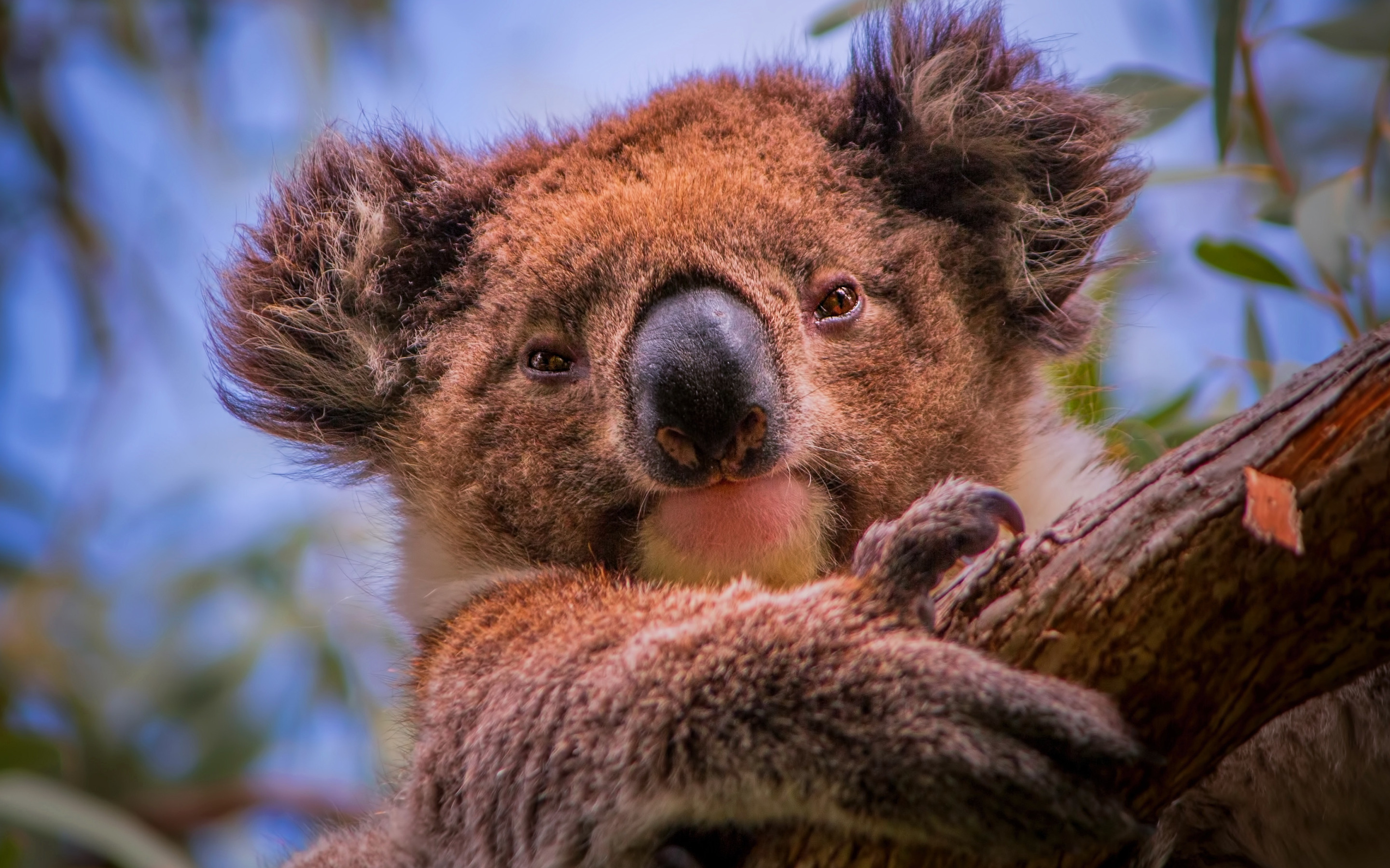 Коала в лесу. Животные Австралии коала. Сумчатый медведь коала Австралия. Мишка коала. Коала эвкалиптовый мишка.
