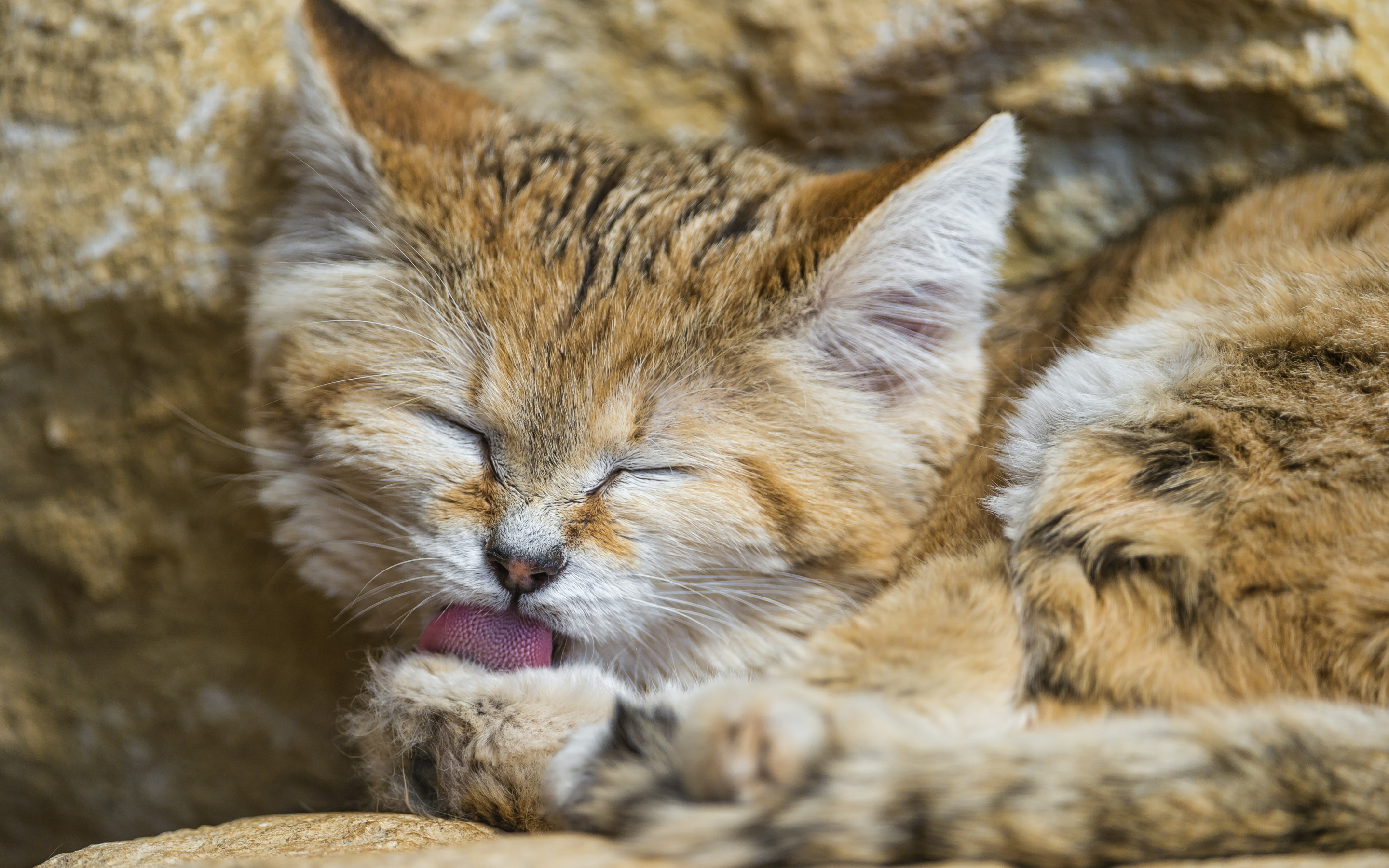 Барханный кот. Котята барханной кошки. Барханный кот котята. Барханный песчаный кот. Барханный кот фото.