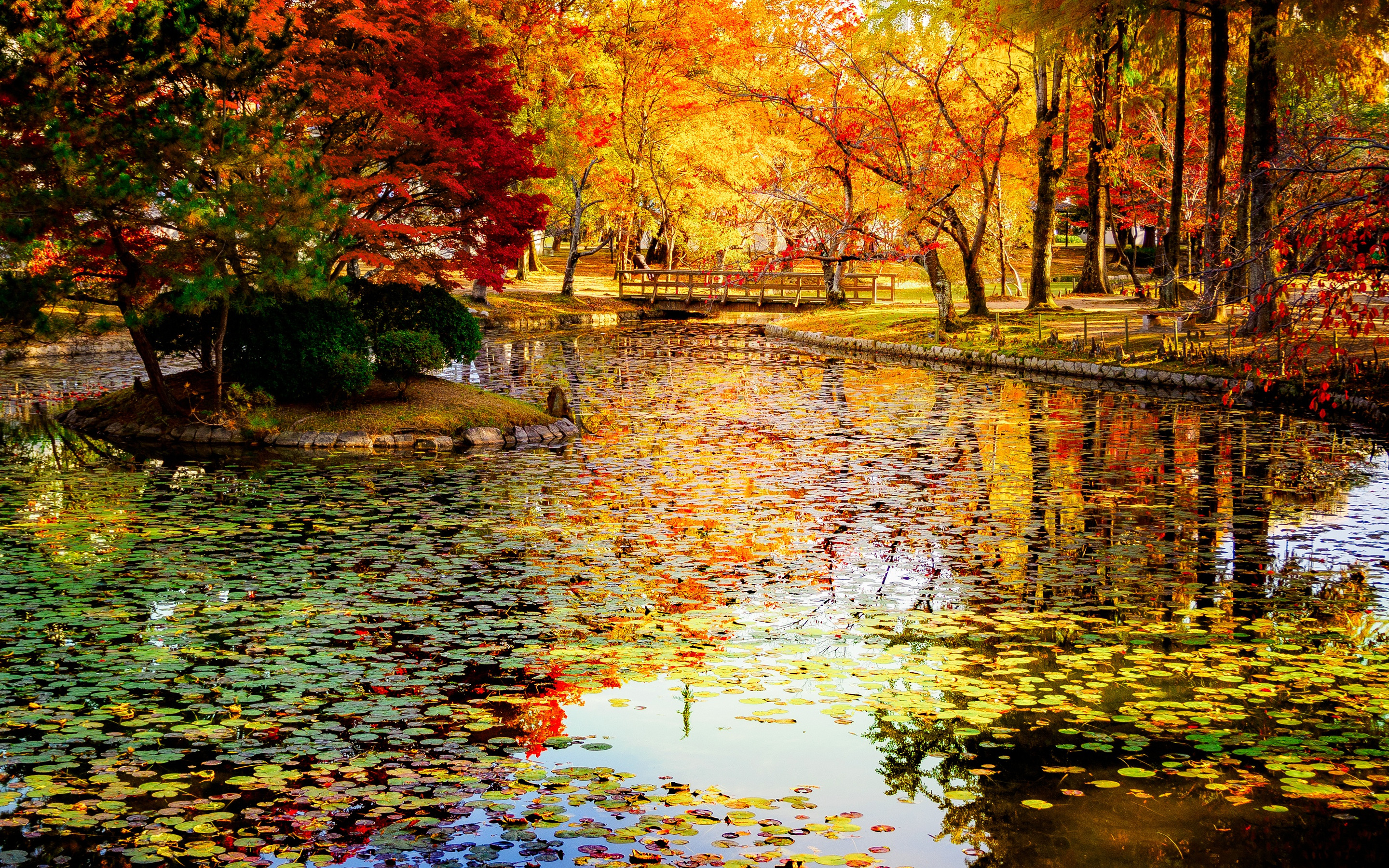 Листья желтые в пруду. Осенний парк. Осенний пейзаж с водоемом. Осень пруд. Осень в парке картинки.