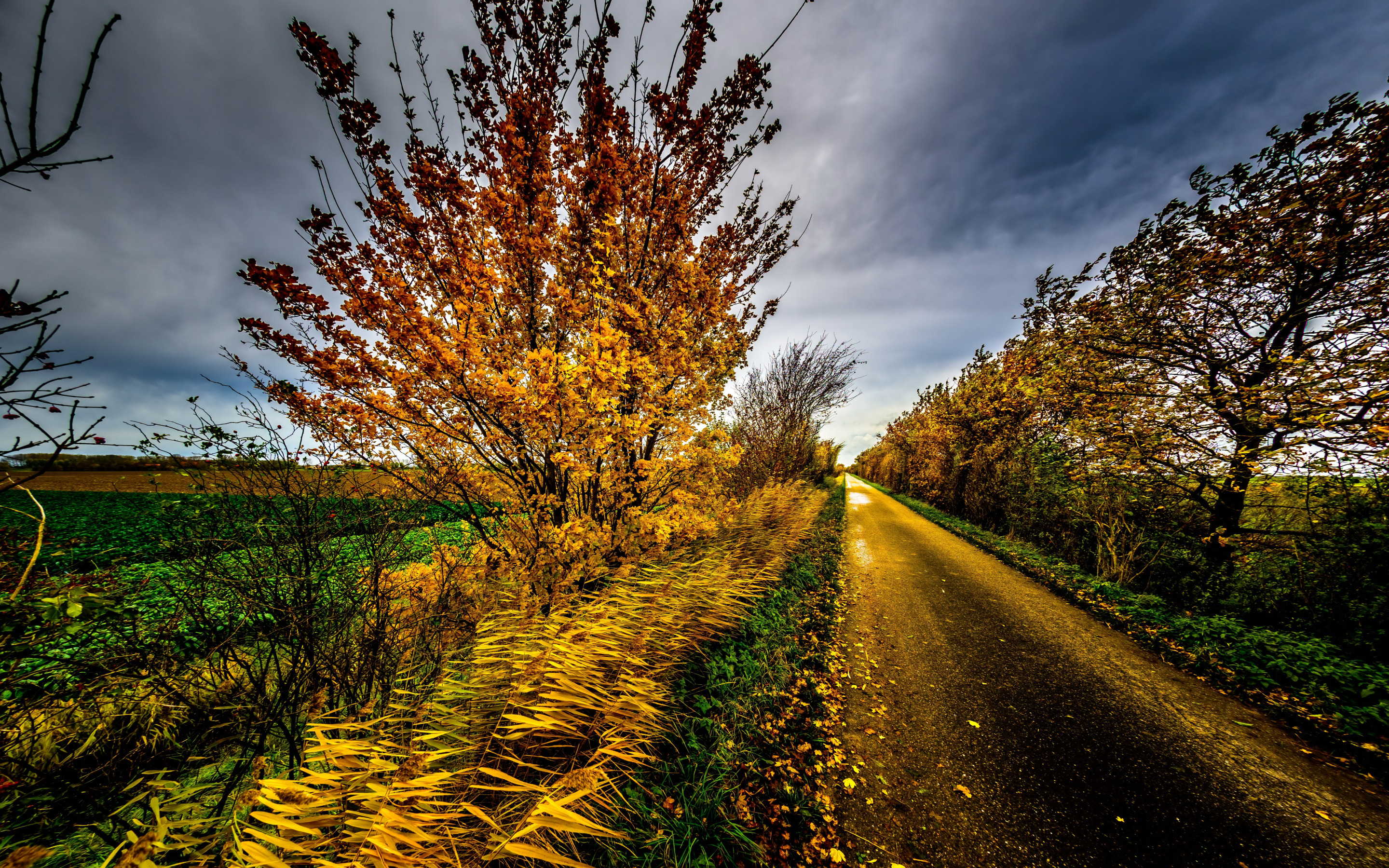 Осень дорога кусты. Обои на рабочий стол дорога солнце. Жёлтое дерево у дороги фото высокого качества. Трава осень у дороги. Осень дорога в деревне