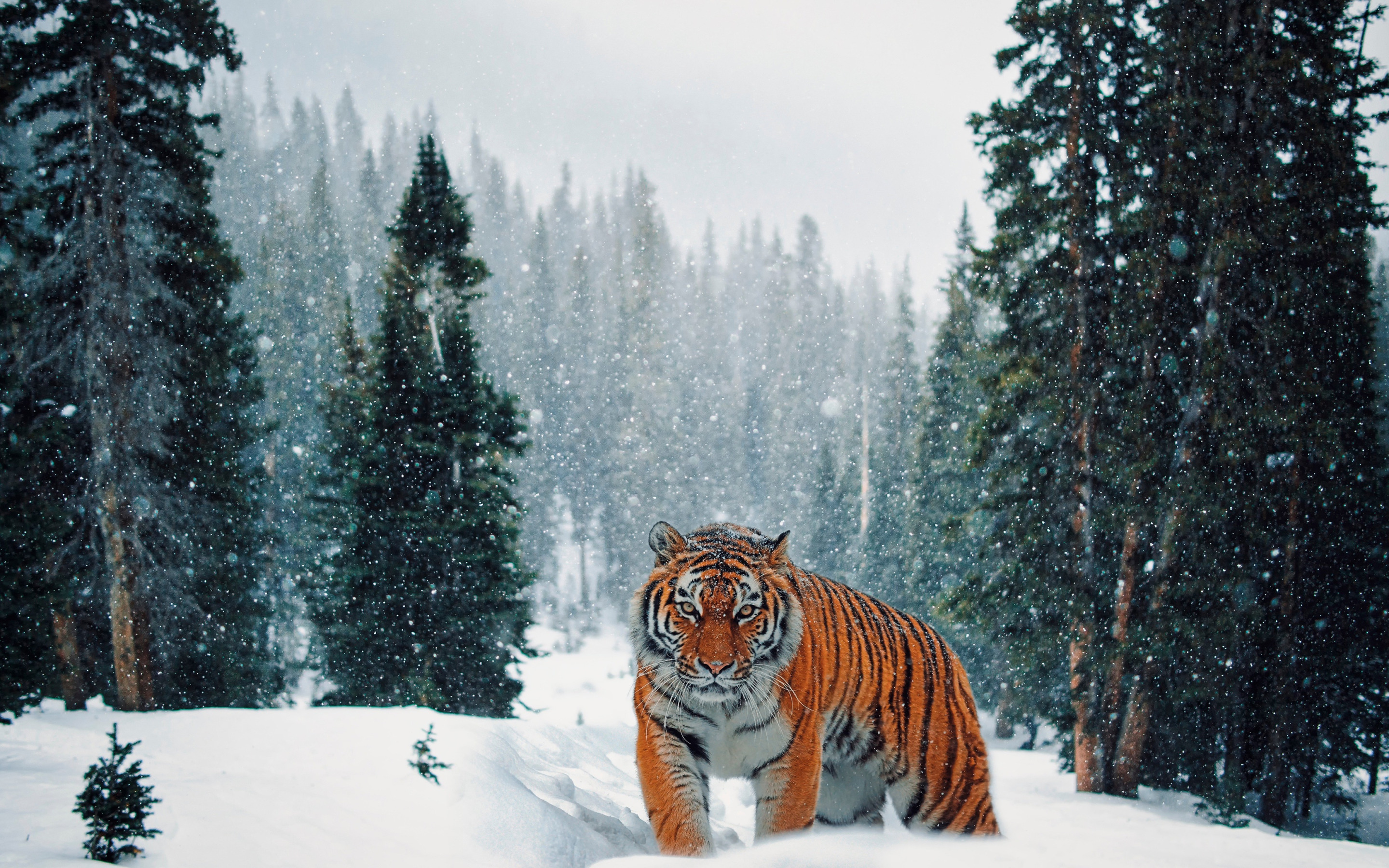Амурский тигр в тайге. Амурский (Уссурийский) тигр. Амурский тигр фото. Уссурийская Тайга Амурский тигр.