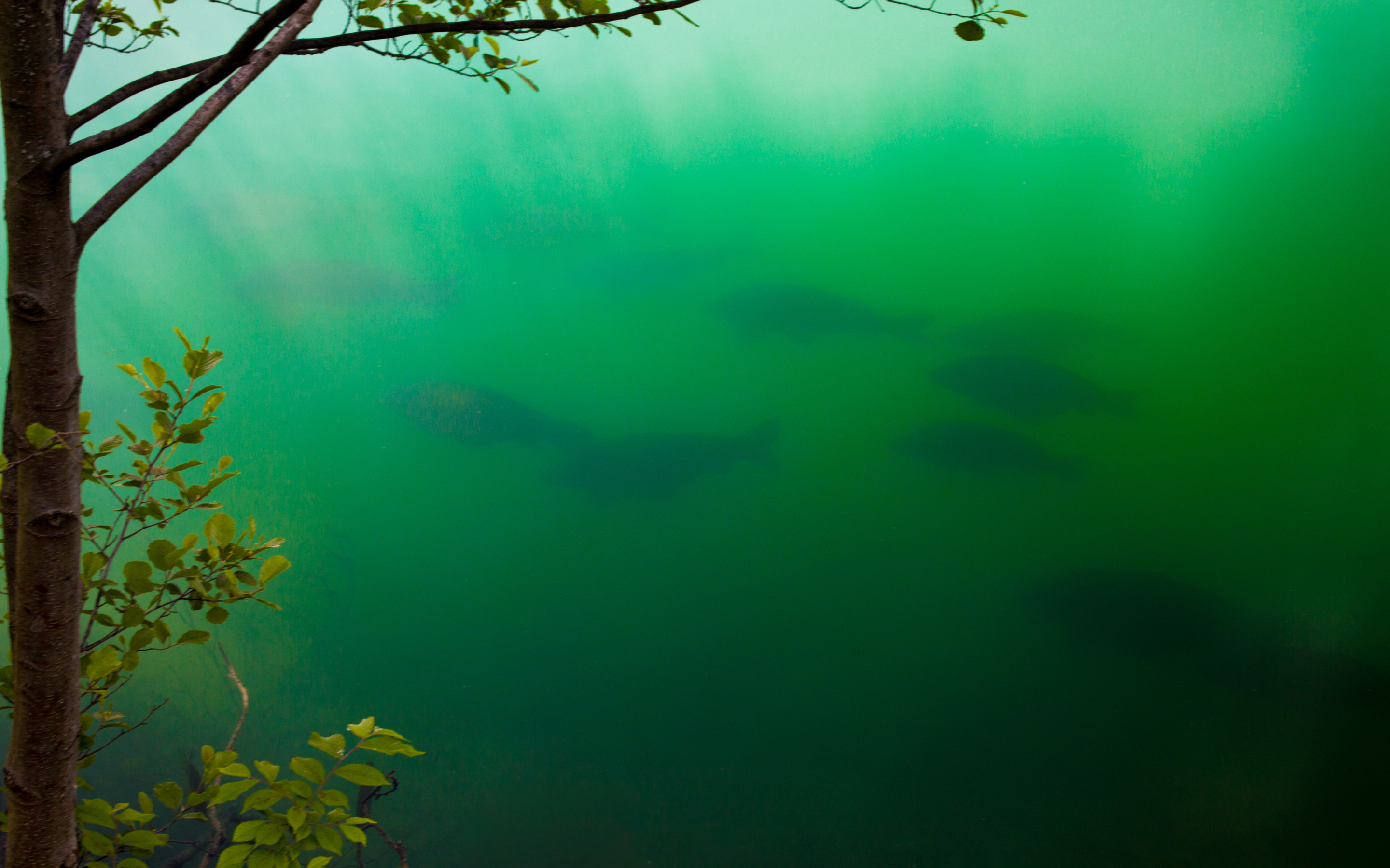К чему снится зеленая вода. Зеленая вода. Темно зеленая вода. Озеро под водой. Вода с зеленым оттенком.