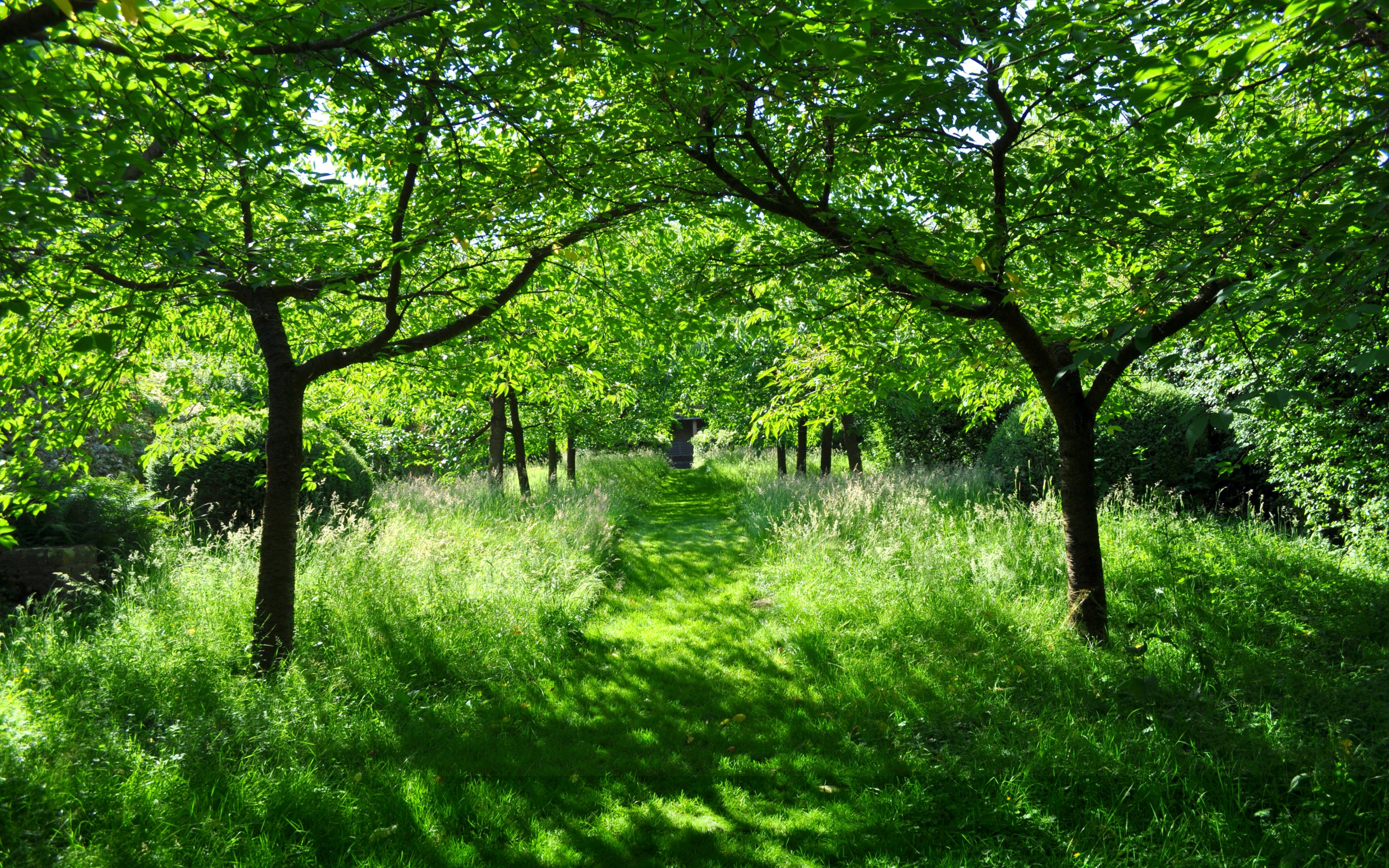 forest wallpaper desktop Forest scenery, Forest background, Forest wallpaper