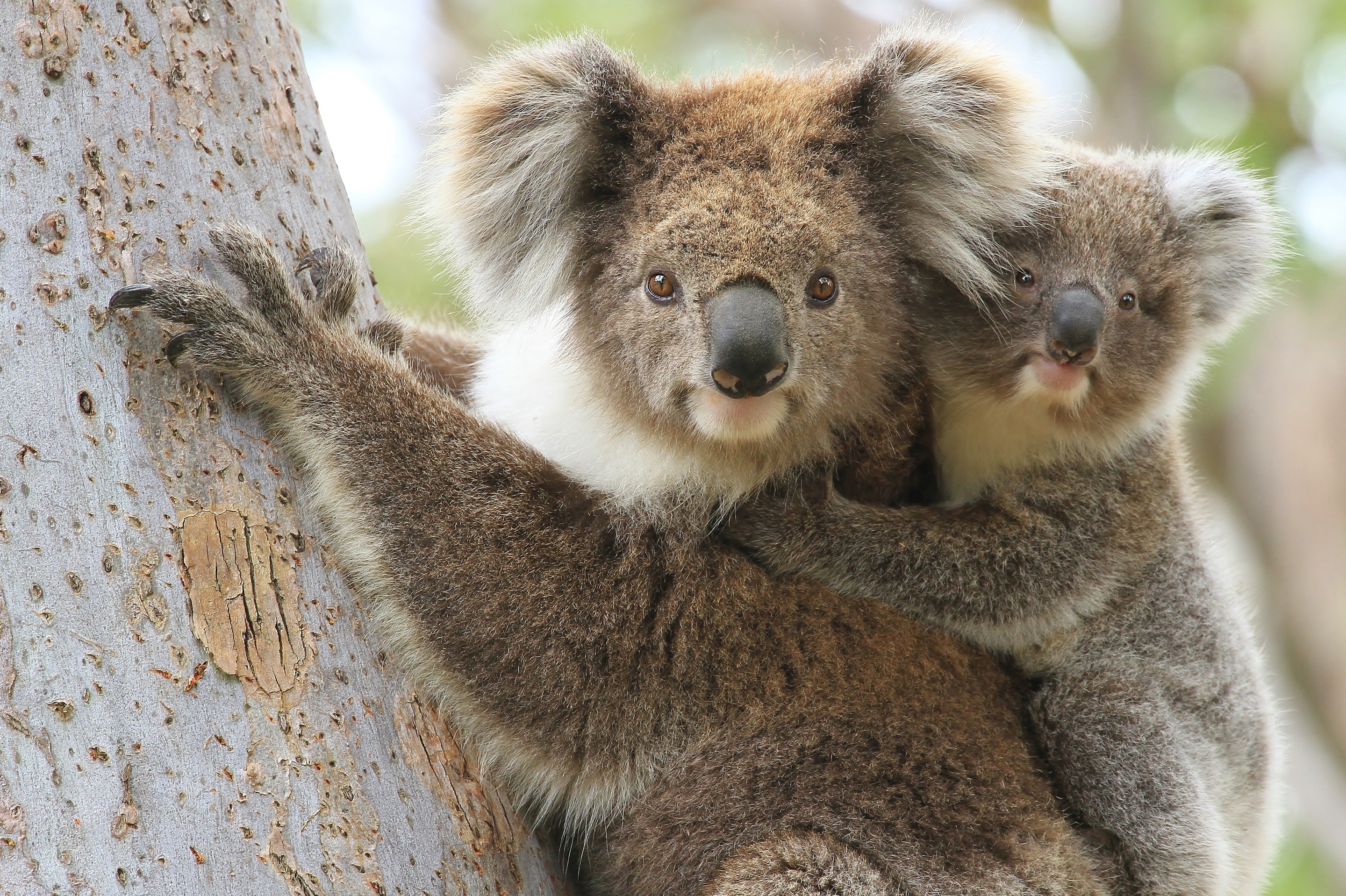 Как называется коала. Коала. Бурая коала. Коала ареал. Коала сумчатое животное.