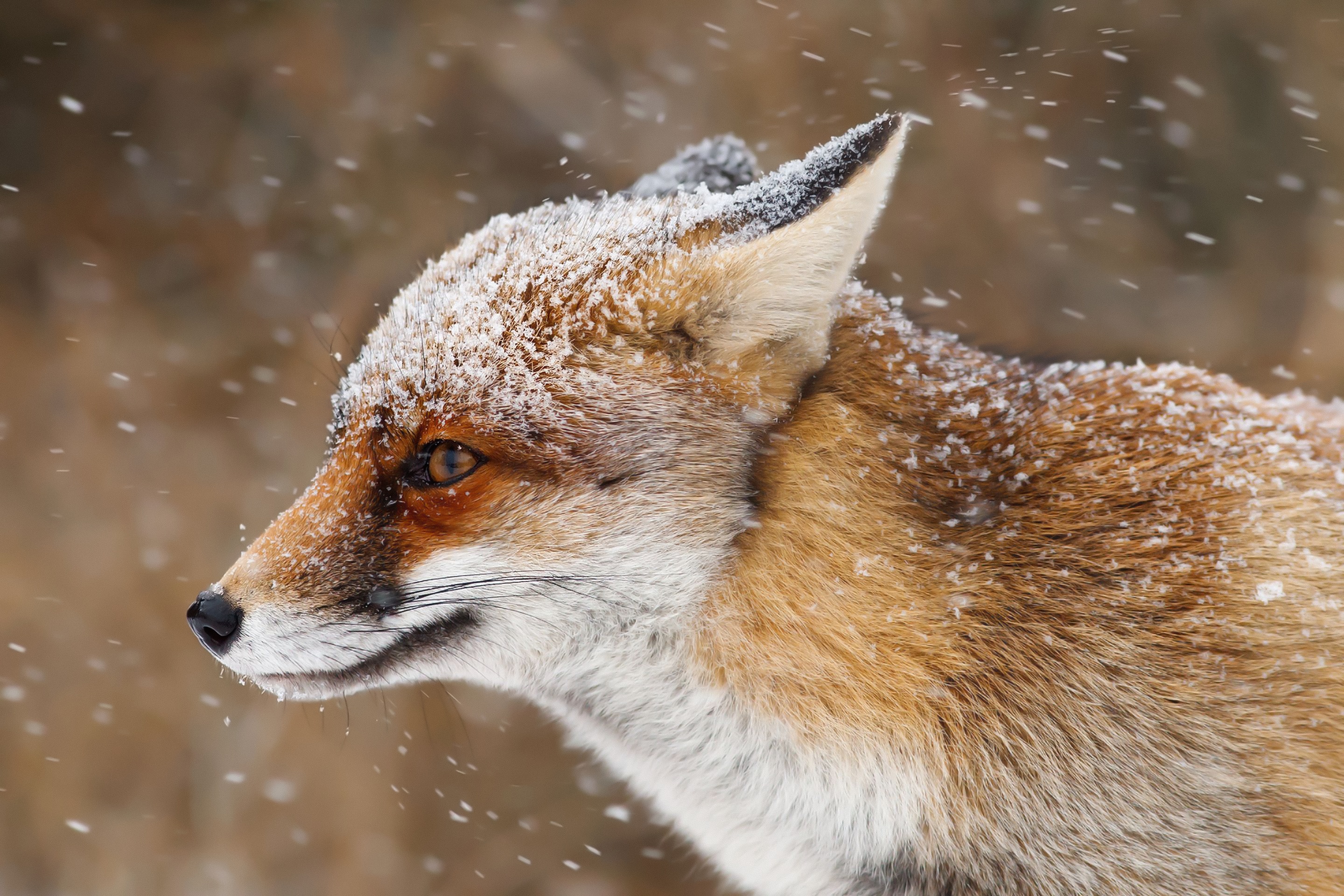 Fox picture. Лиса. Фото лисы. Морда лисы. Лиса прижала уши.