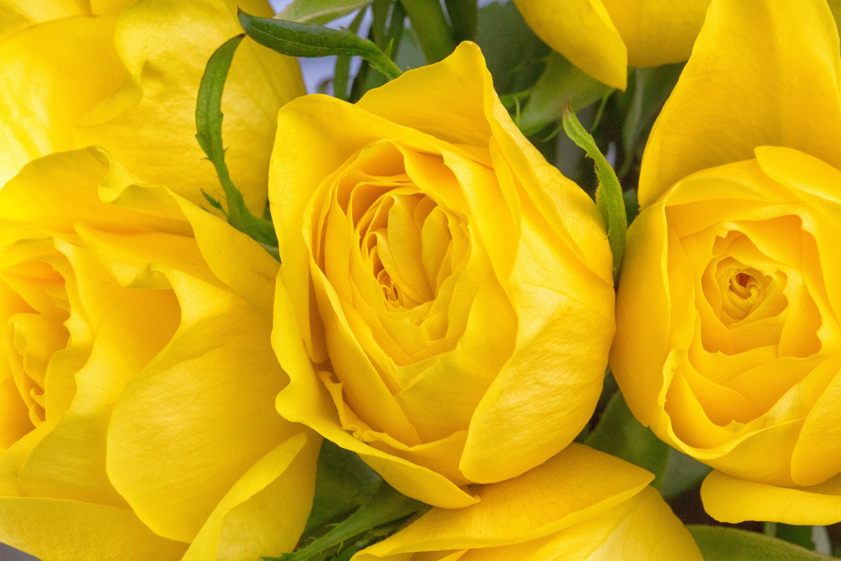 Желтые розочки. Розы "Илиос". Еллоу Флеуретт».
