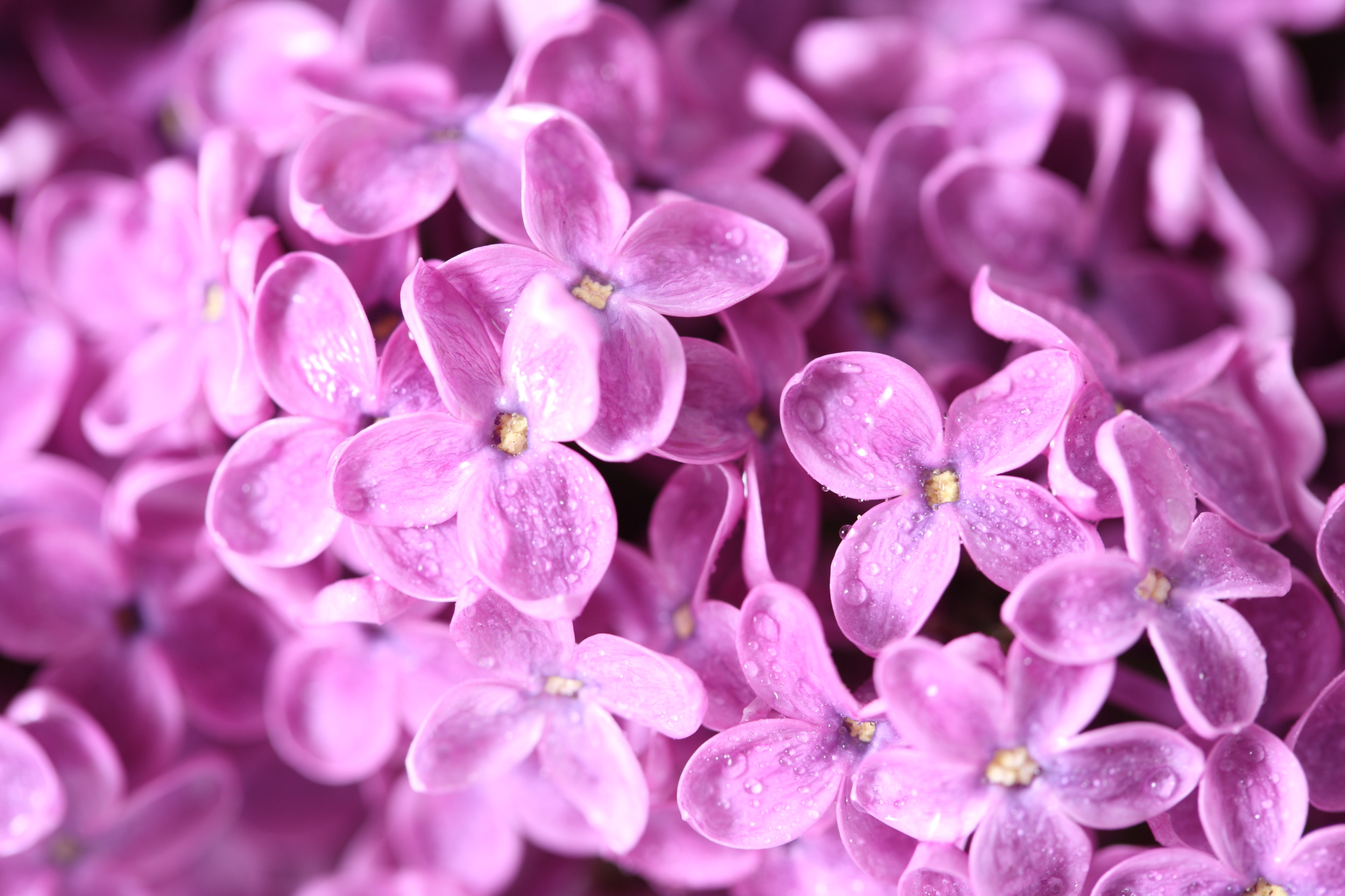 Насчет цветов. Сирень. Фиолетовые цветы. Обои на рабочий стол цветы. Сирень цветы.