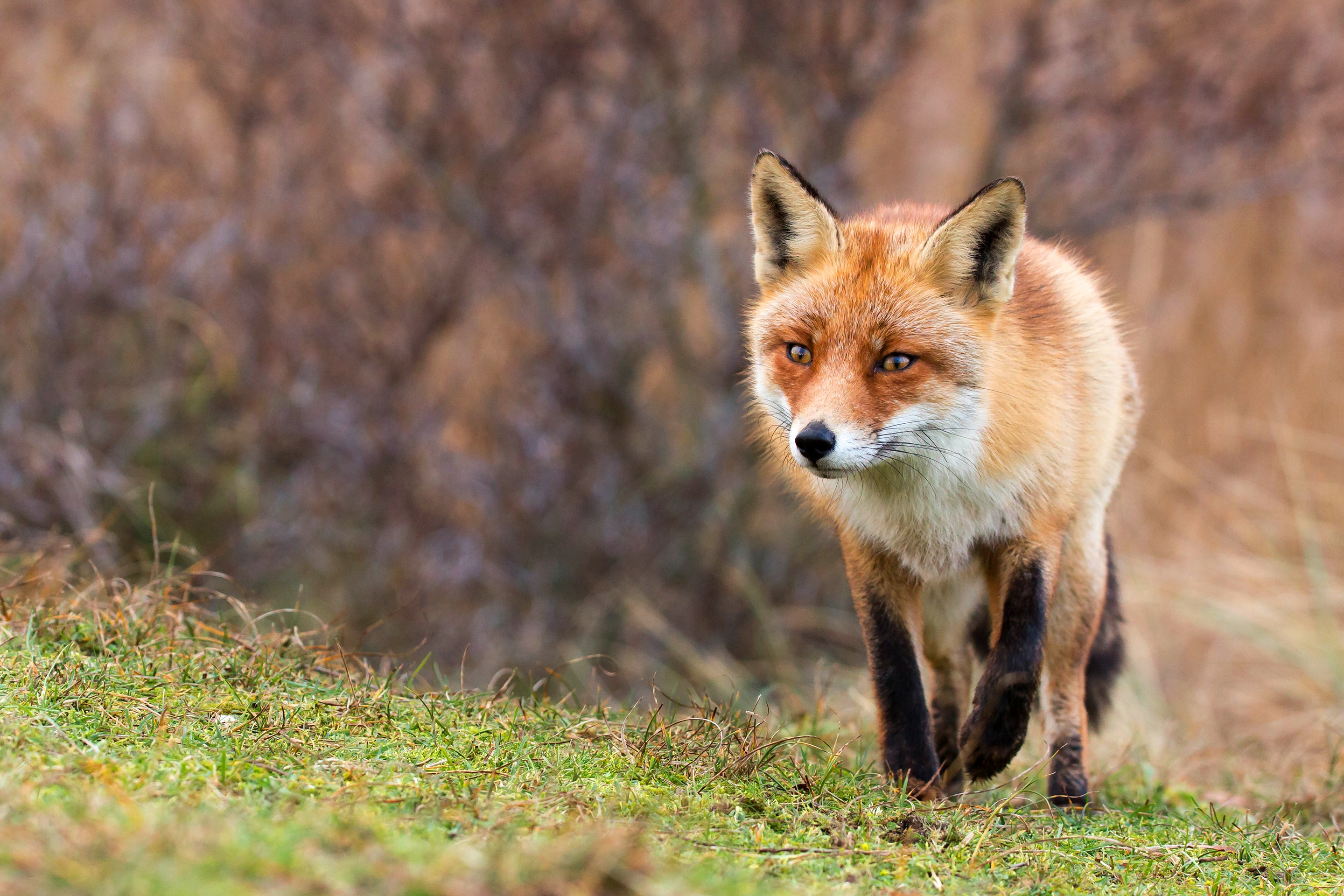 Fox. Обыкновенная лисица. Обыкновенная лисица с лисятами. Бешеная лиса. Лисы в дикой природе.