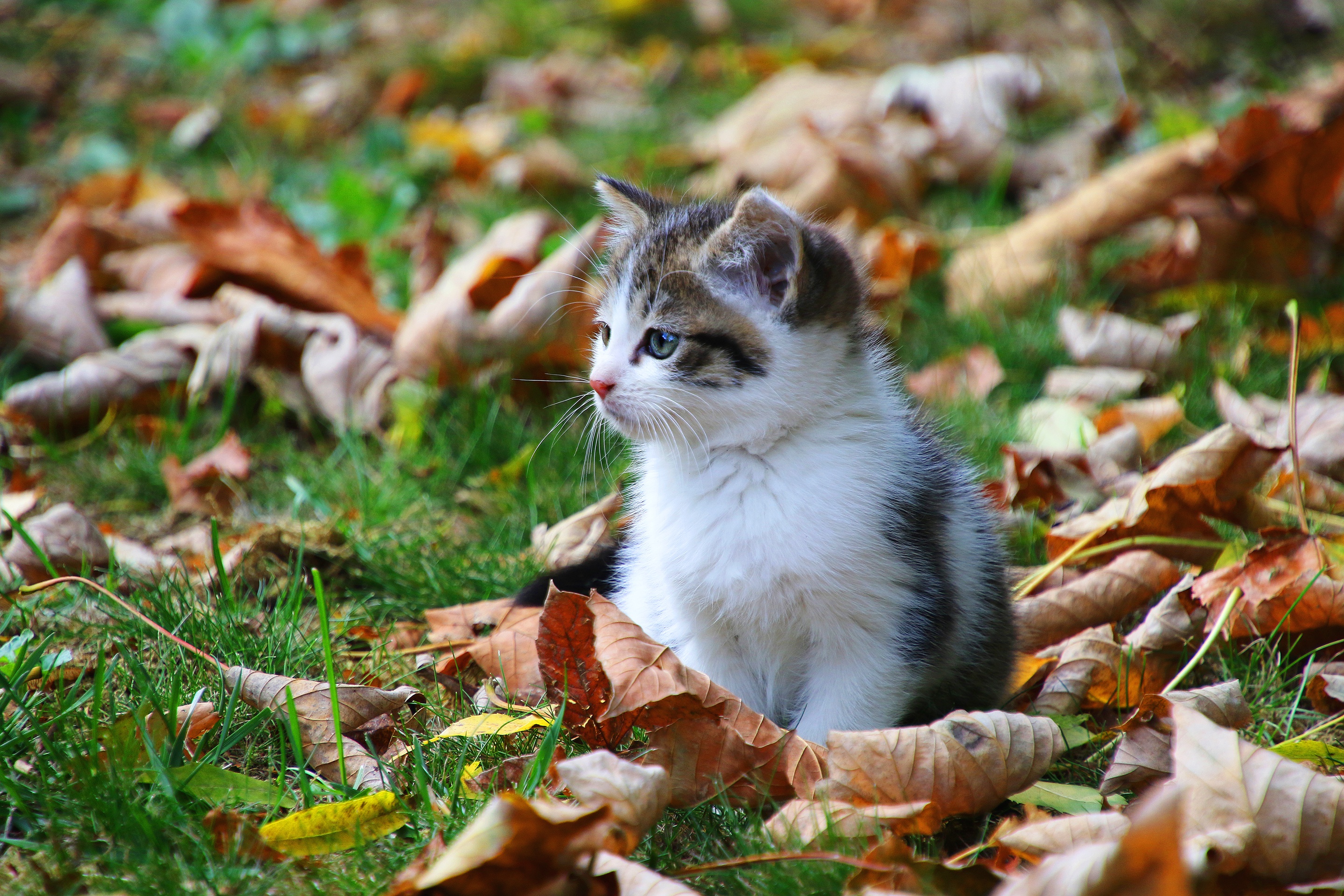 Котята белогорск