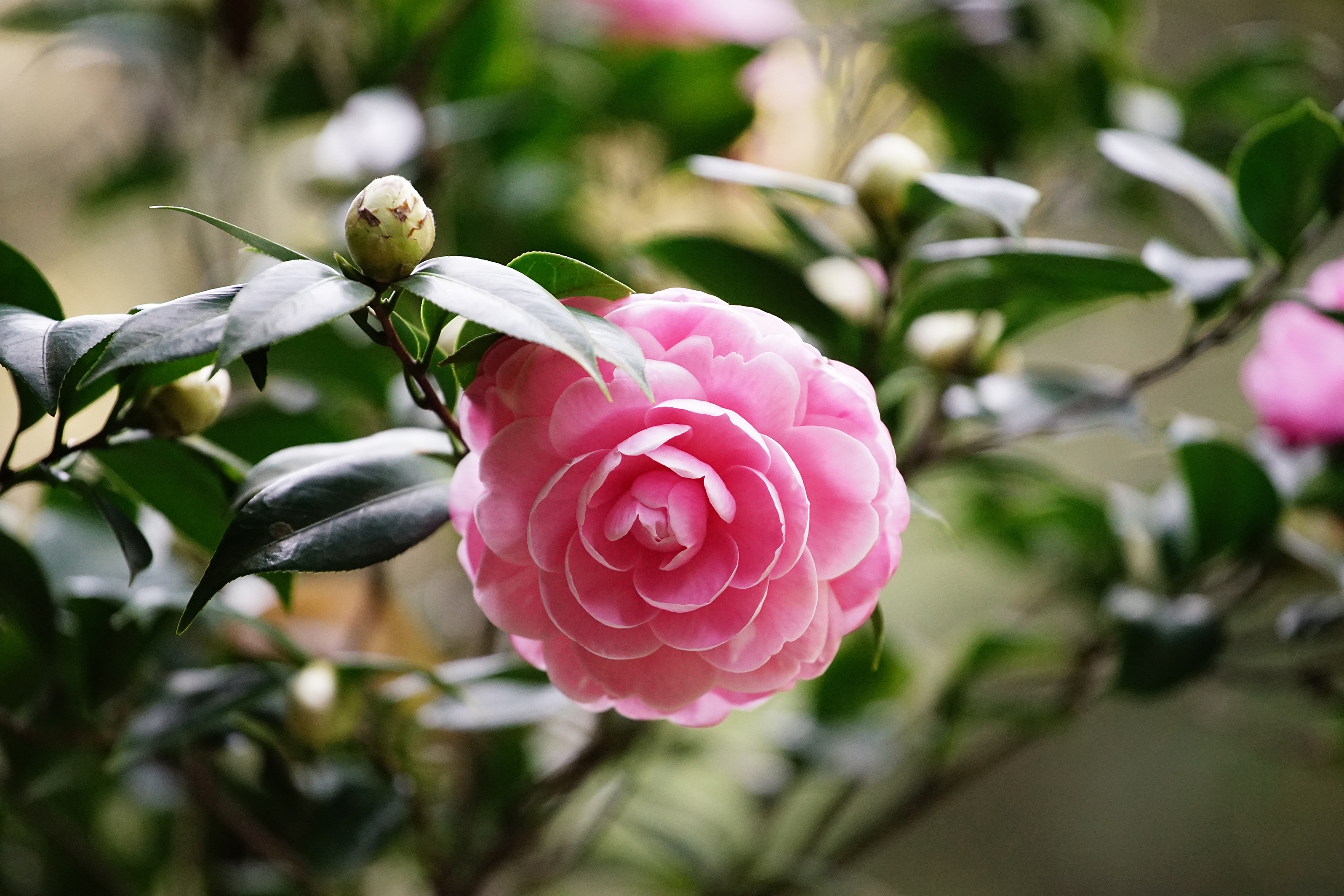 Камелия в саду. Камелия японская. Миддлберийская розовая Камелия. Камелия японская спринг фестиваль.
