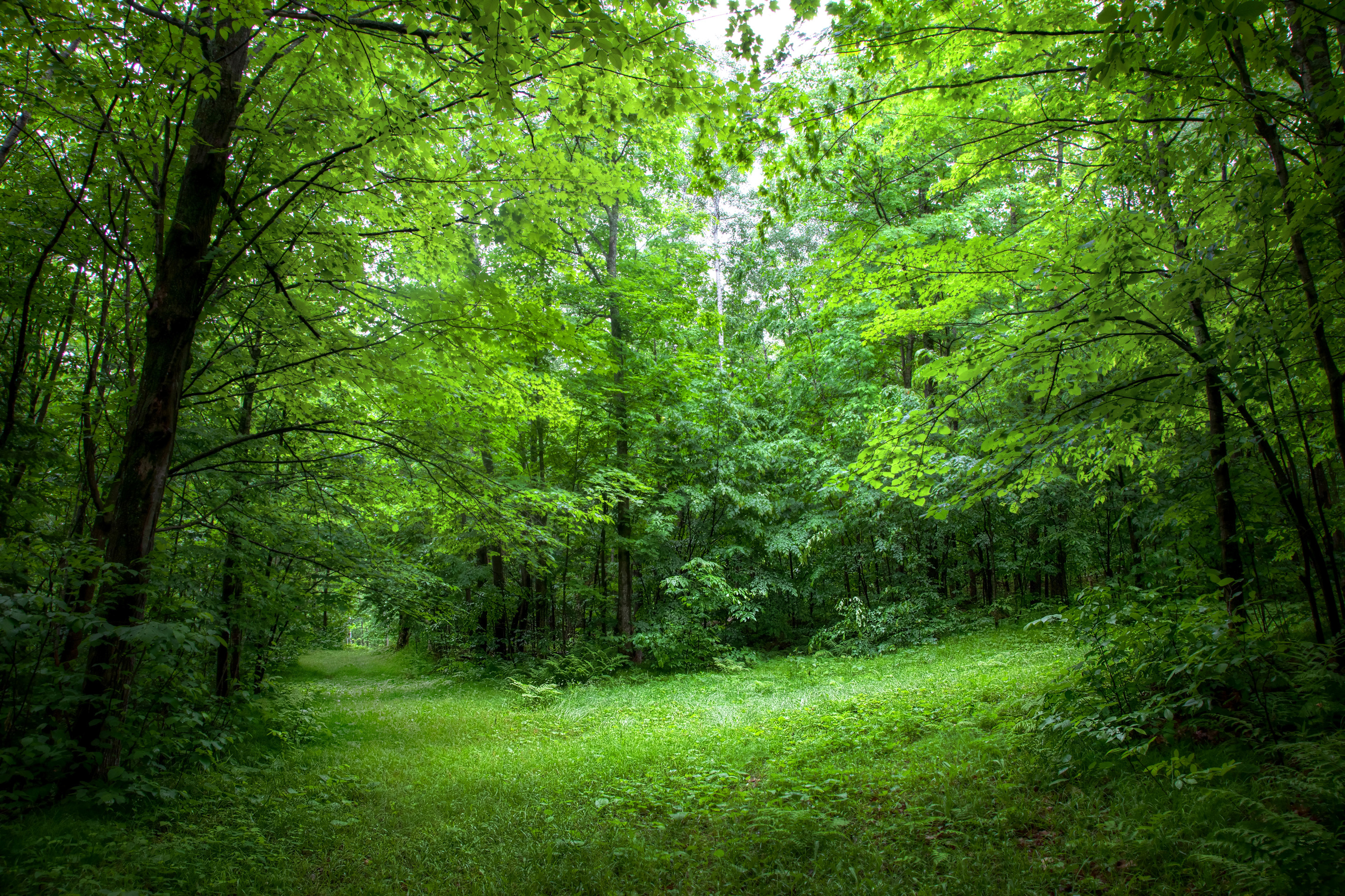 Включи природа леса. Беловежская пуща деревья. Лес. Природа лес. Зеленый лес.