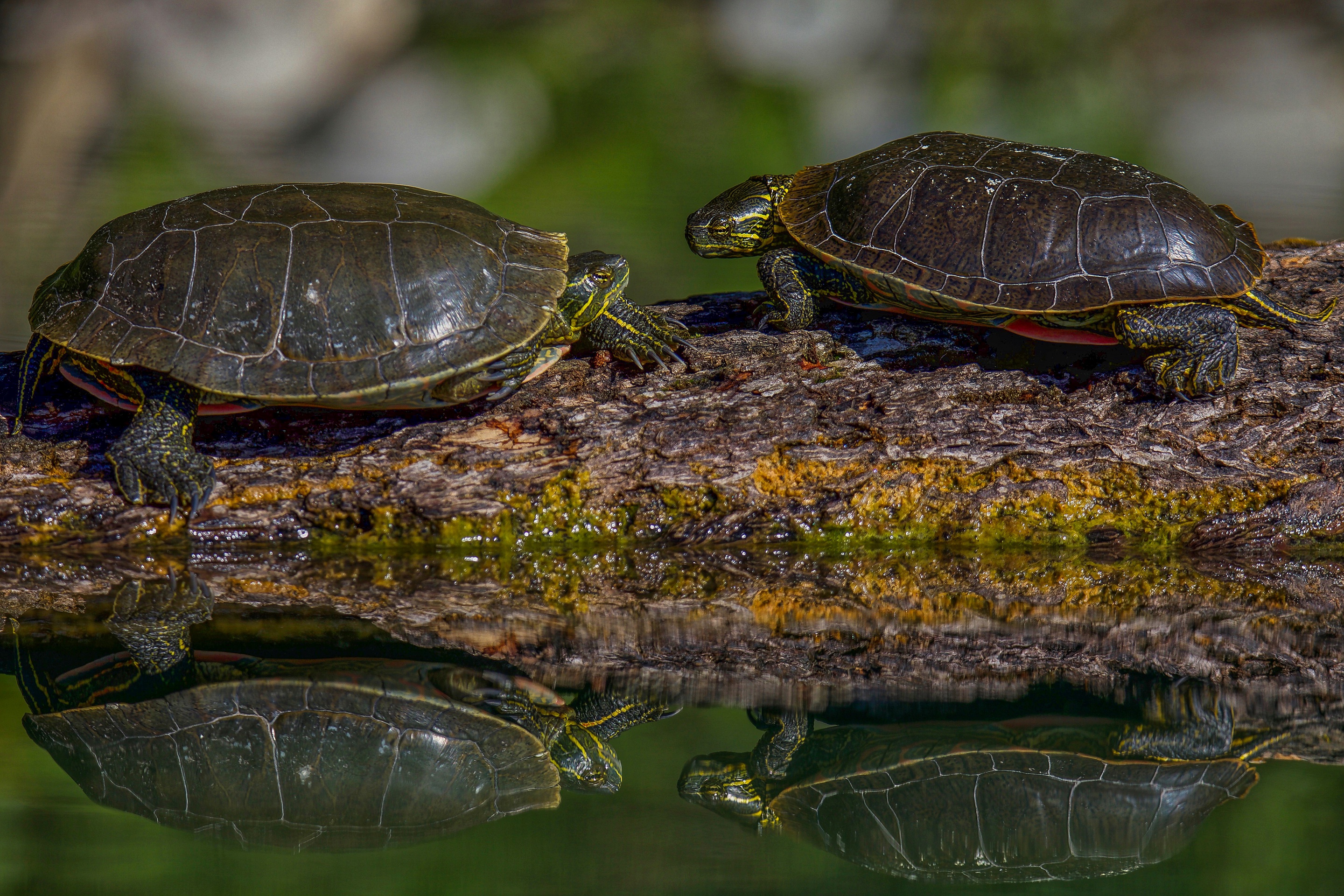 Черепахи пара. Водные черепахи. Водоемные черепахи. Черепашки в водоемах. Две Черепашки.