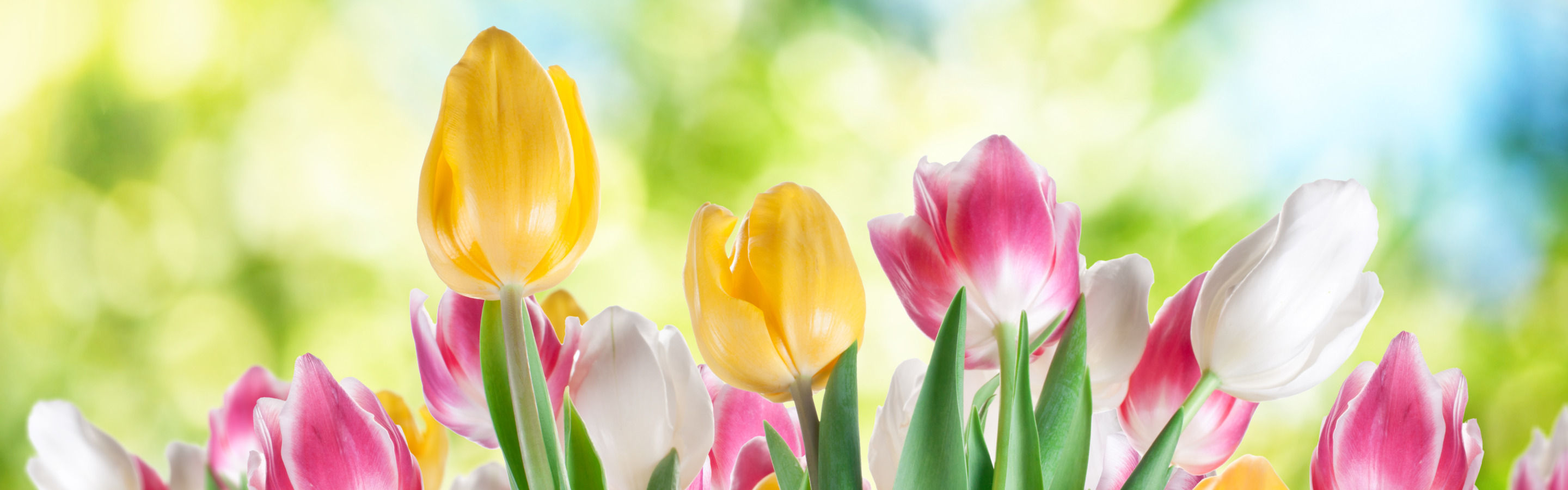 Обложка для вк тюльпаны. Весенние цветы. Тюльпаны фон. Цветочный фон тюльпаны. Тюльпаны баннер.