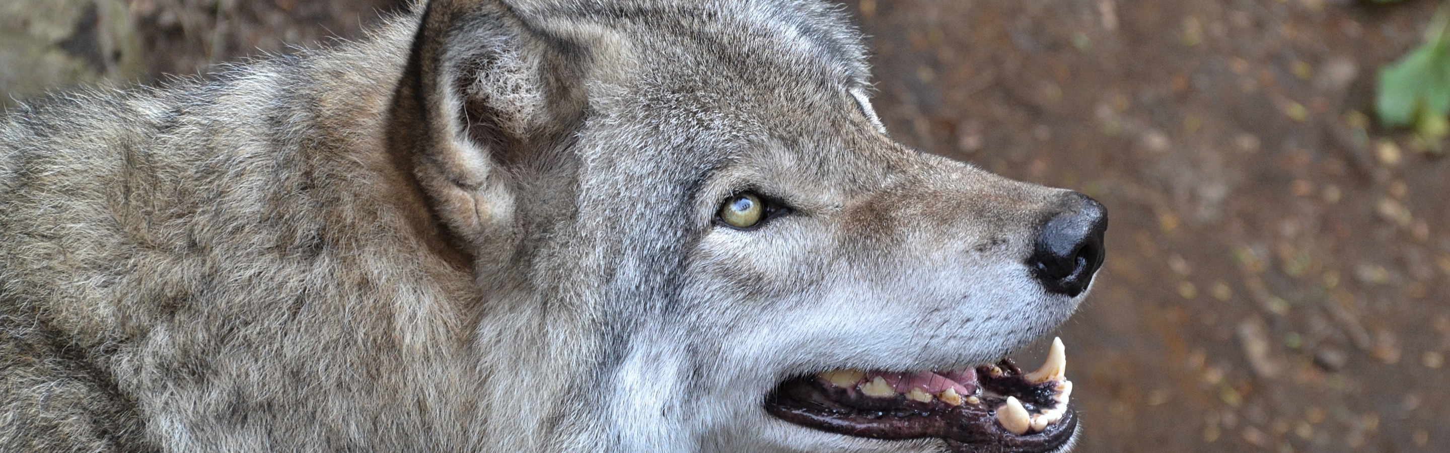 Пасть серого волка. Волк портрет. Фотография волка с клыками. Верхний клык серого волка. Серые волки на Украине.