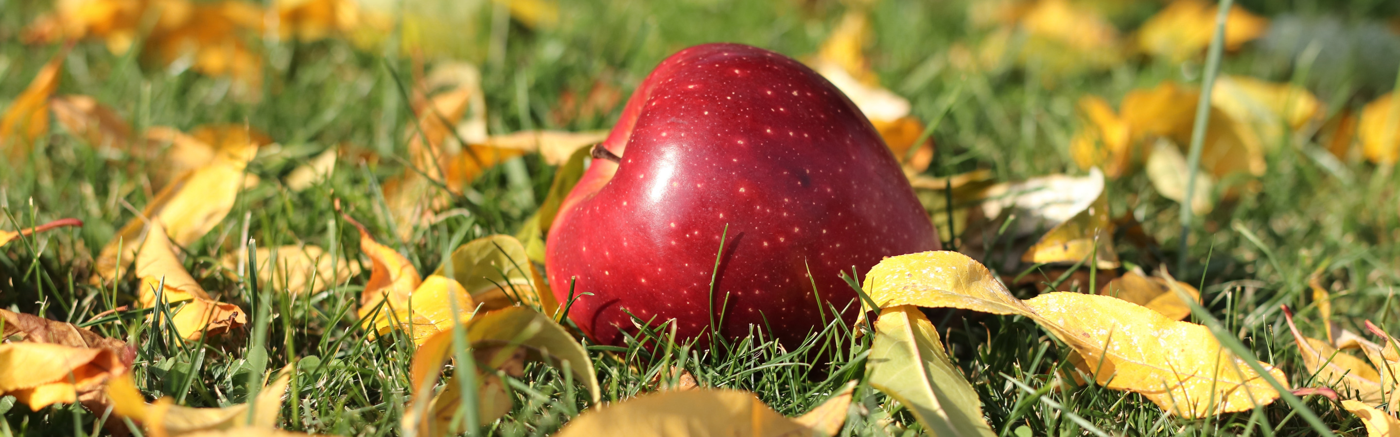 Осенью с яблони собрали яблоки желтые зеленые. Осень. Яблоки осенью. Яблоки в листве. Яблоня осень.