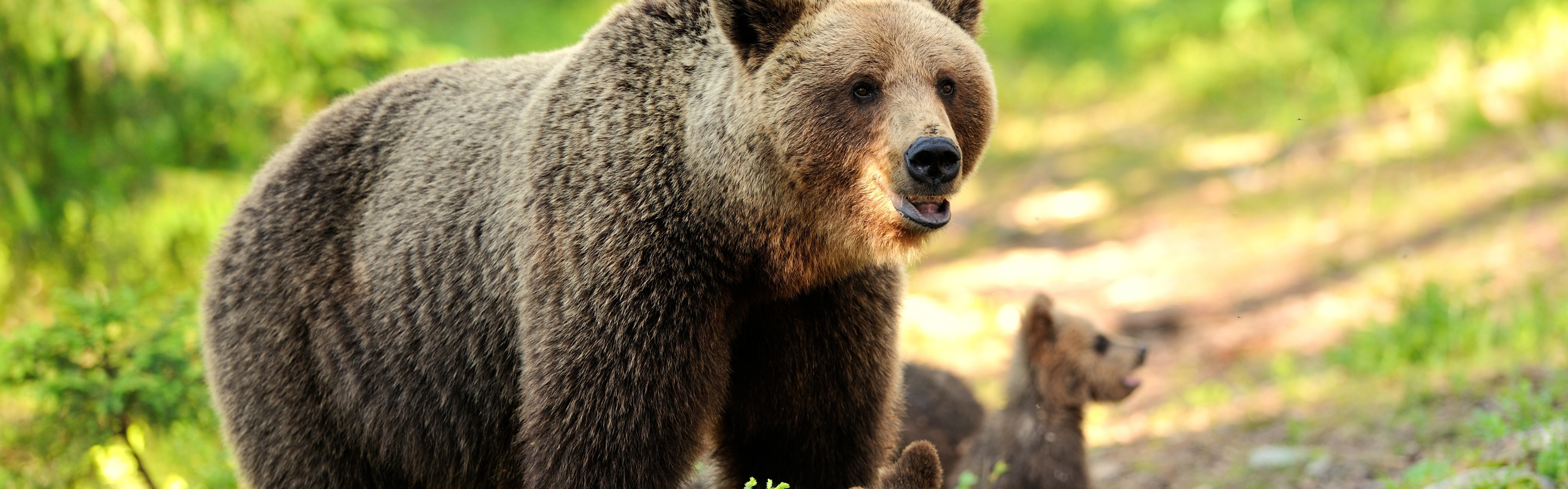 Собака вывела из леса медведей. Фото на рабочий стол медведь в лесу с ягодами. Лен белый медведь в лесу 150 см, Беларусь. Очень широкие картинки красивые природа и животные.