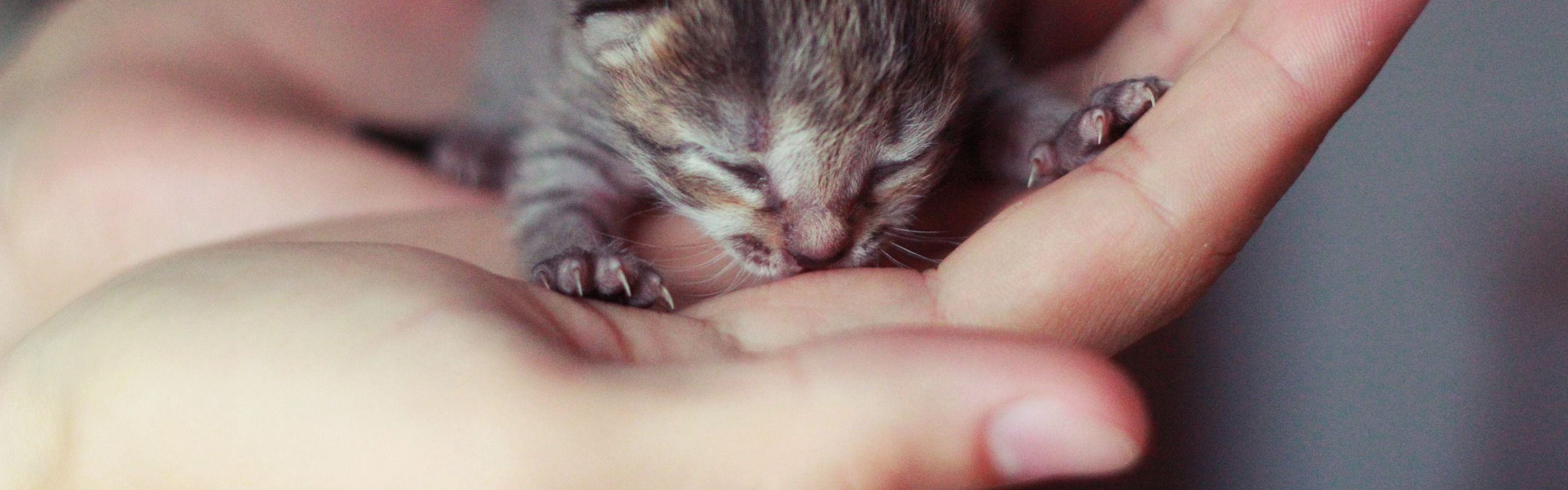 К чему снится котенок на руках женщины. Малюсенькие котята. Котенок на руках. Маленький котенок в руках. Крохотный котенок.