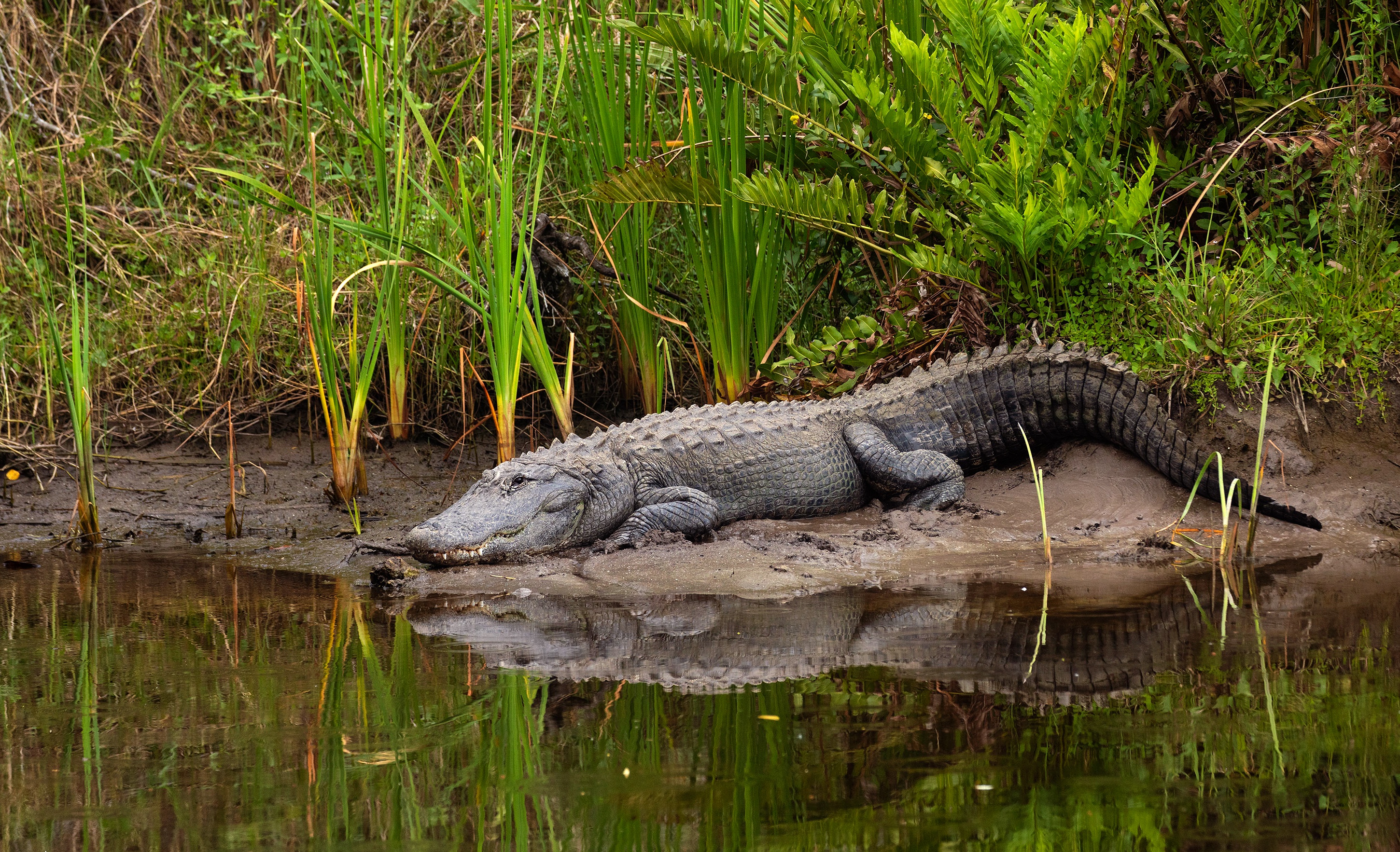 Крокодил в водоеме. Нильский крокодил. Нильский Аллигатор. Оринокский крокодил. Миссисипский Аллигатор.