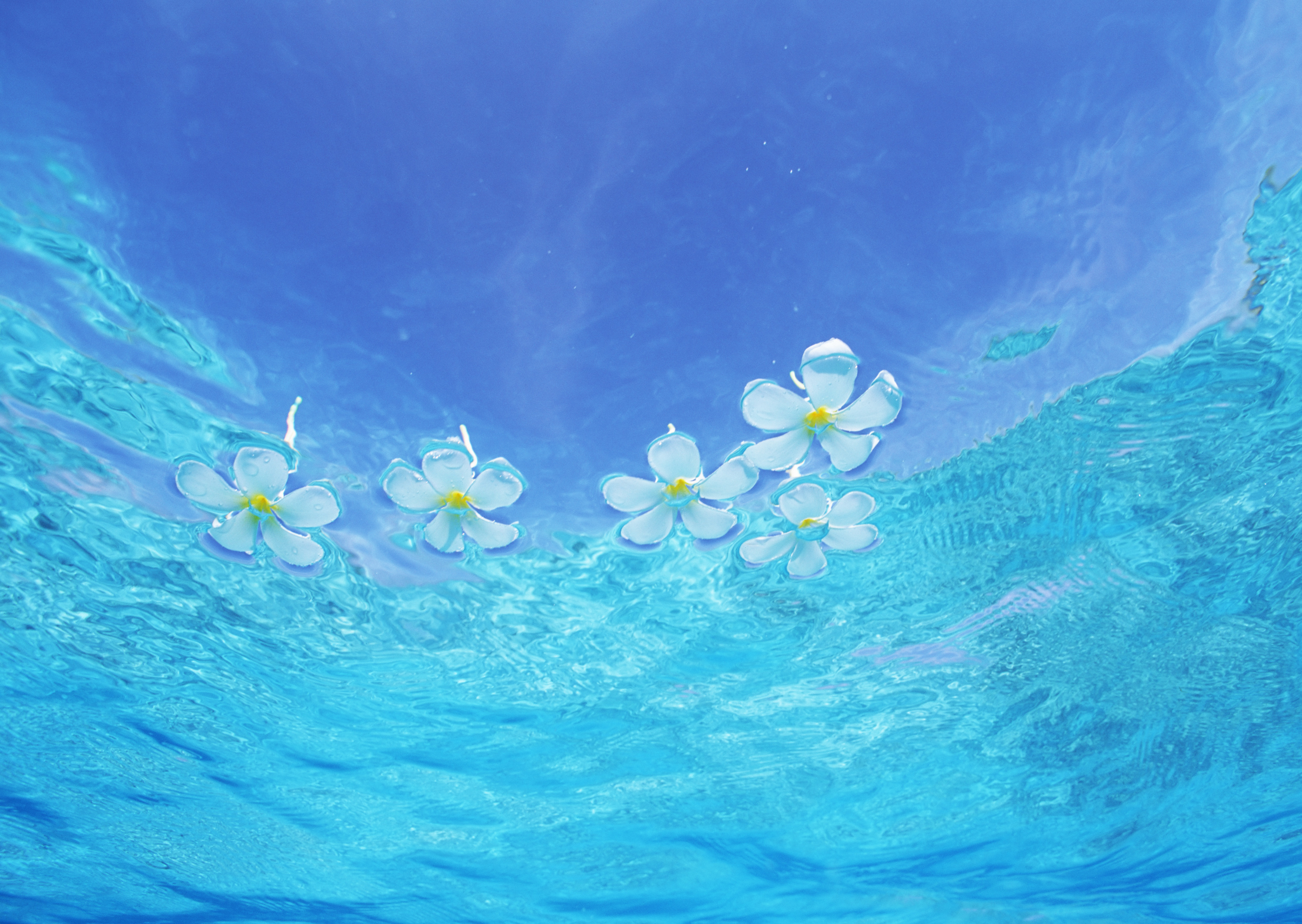 Вода цветы красиво. Голубое море. Цветы на голубом фоне. Цветы на фоне моря. Цветы на фоне воды.
