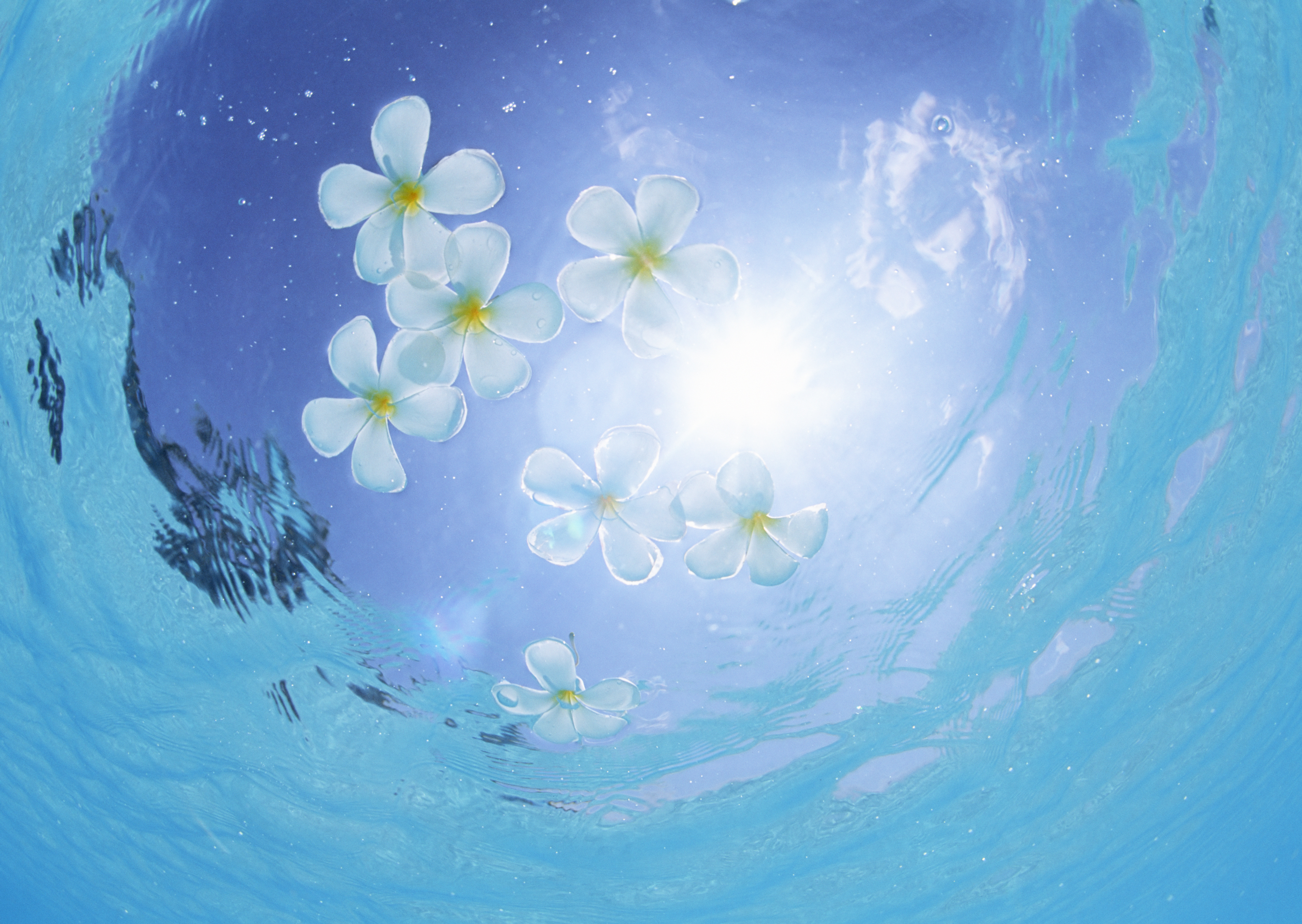Вода цветы красиво. Цветочки на воде. Цветы на фоне воды. Цветы плавают в воде. Голубой цветок на воде.