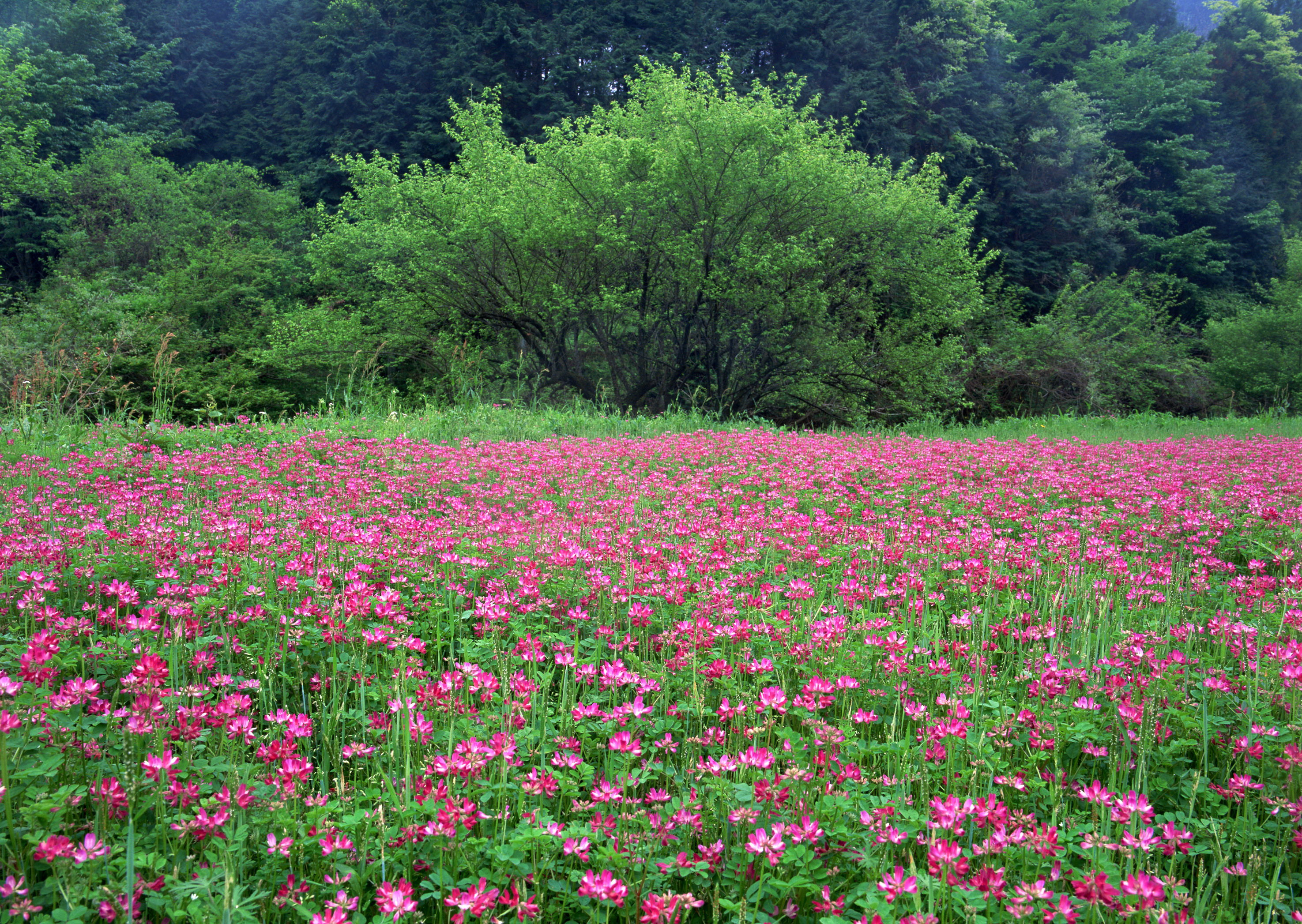 Picture field. Поле лес цветы. Полей цветы лесов деревья. Land nature. Forest with field Berry.