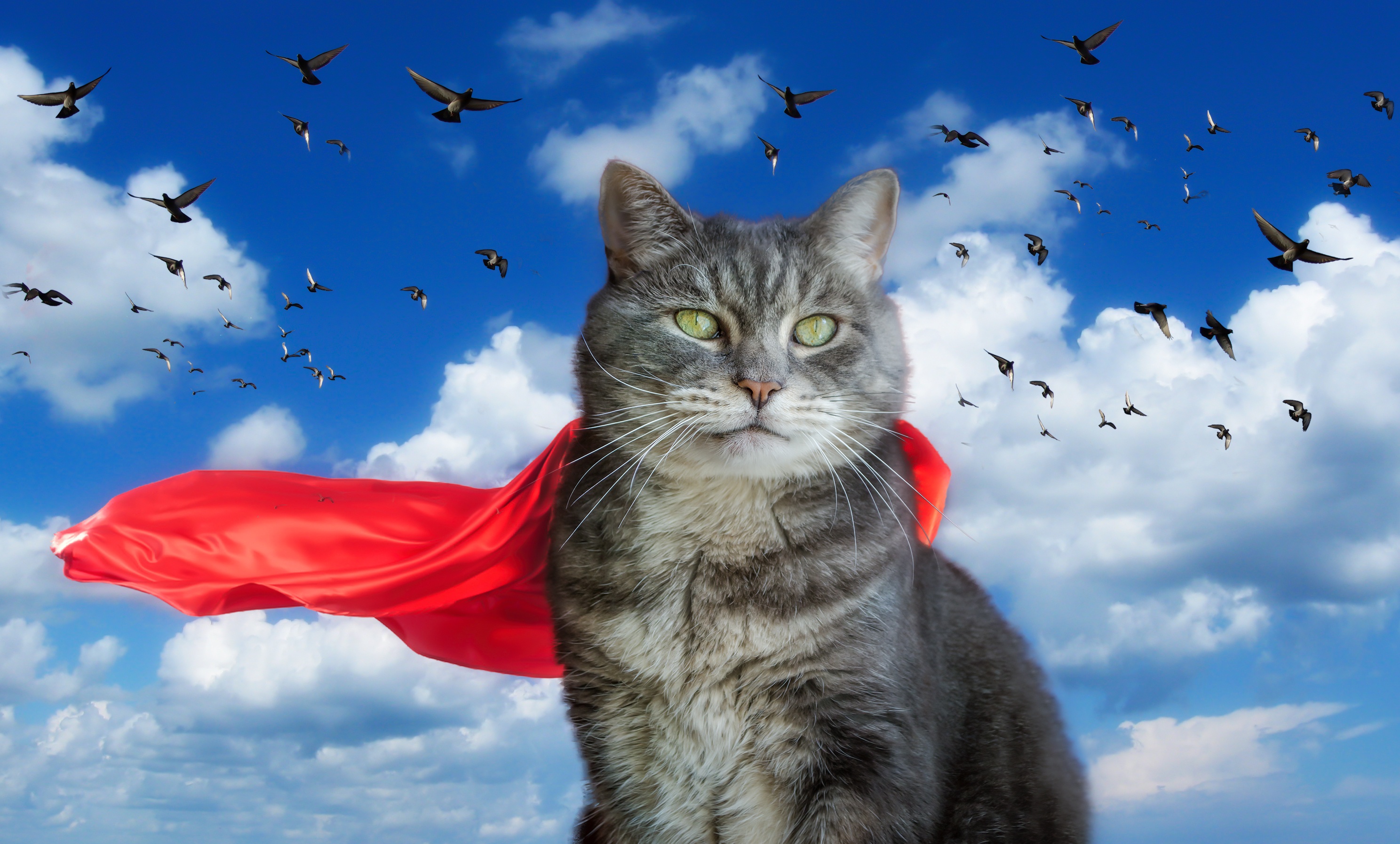Кошки полетели. Коты. Летающий котик. Котик в небе. Летающая кошка.