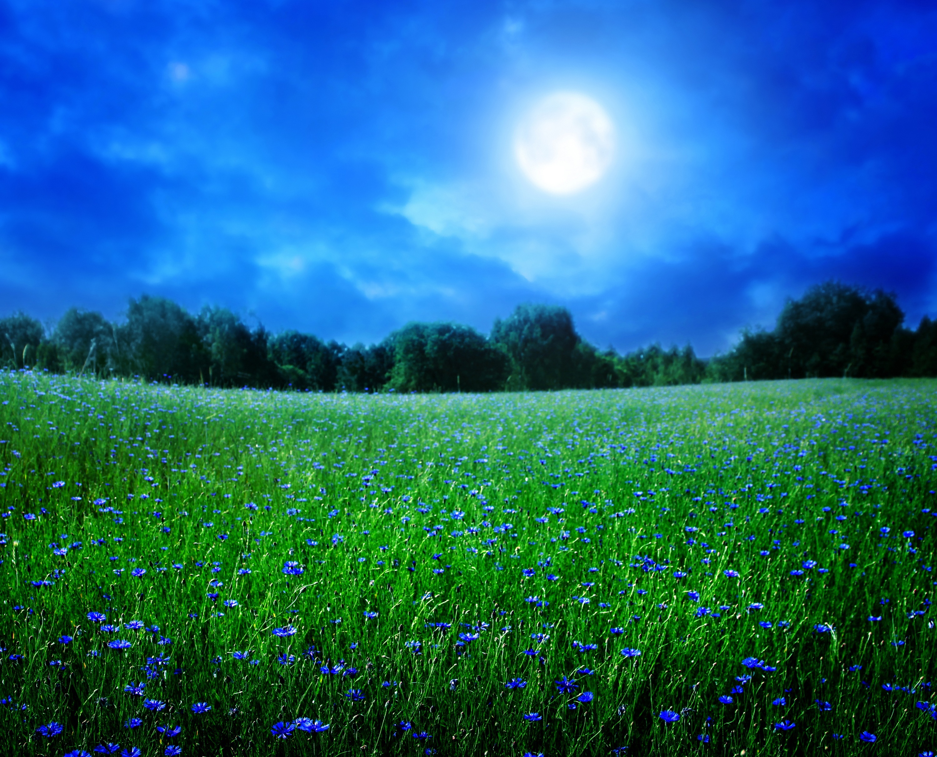Песня небо голубое поле. Лето природа. Поле с васильками. Луг ночью. Фон природа.