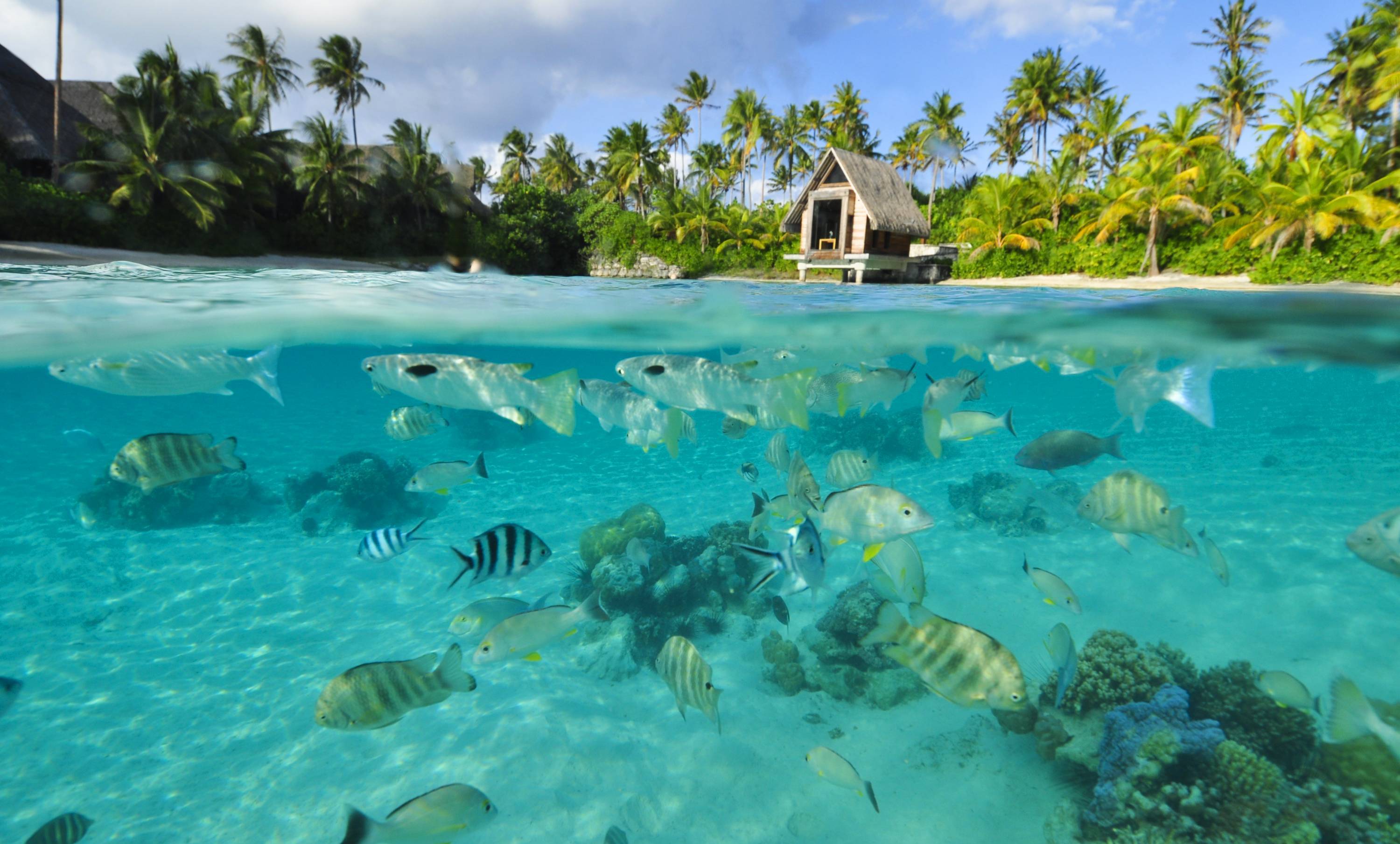 Island вода. Бора Бора голубая Лагуна. Лагуна Бора-Бора, французская Полинезия. Мальдивы Лагуна риф. Занзибар голубая Лагуна.