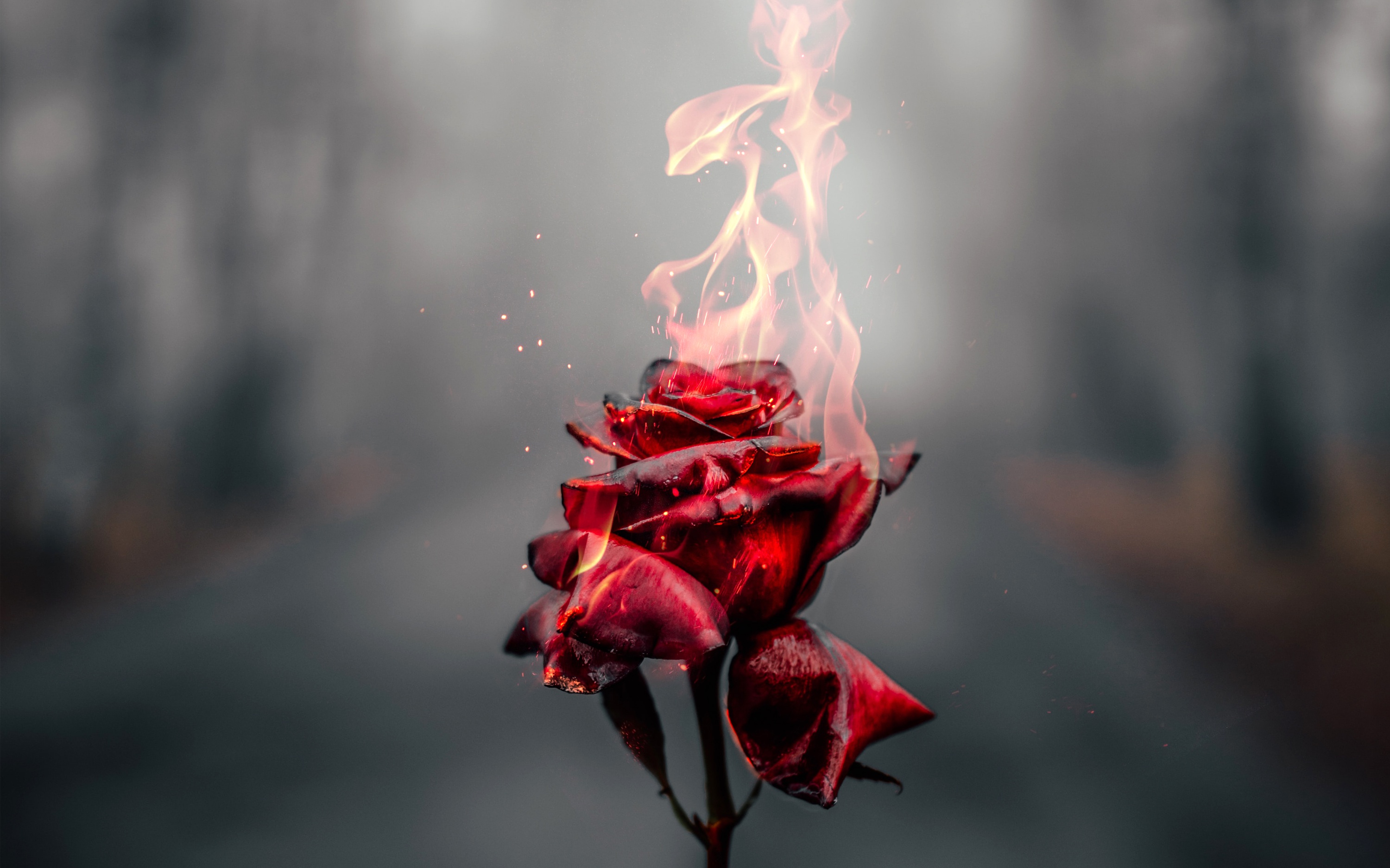 Алый печаль. Огненный цветок. Цветок в огне.
