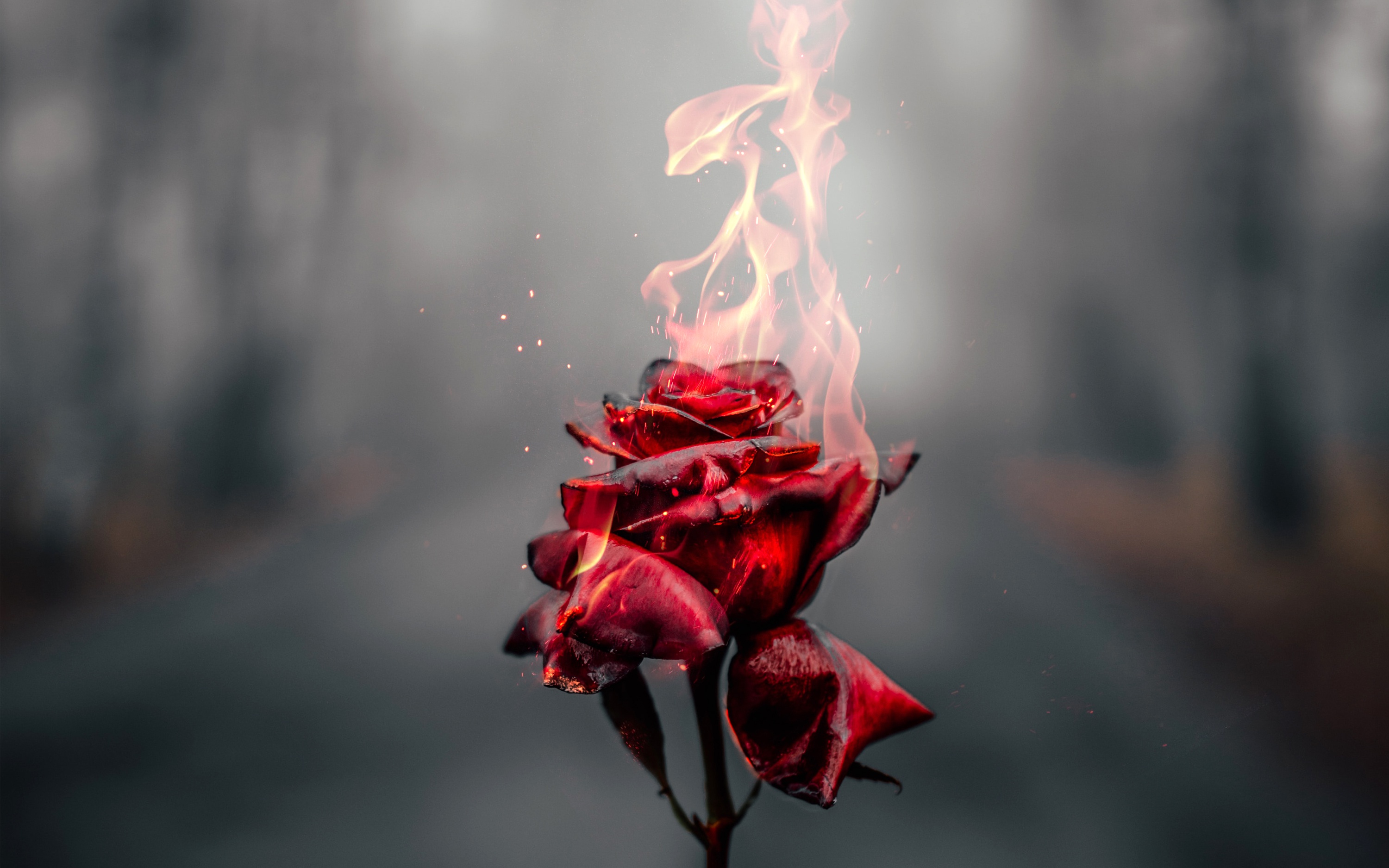 Red roses steam фото 73