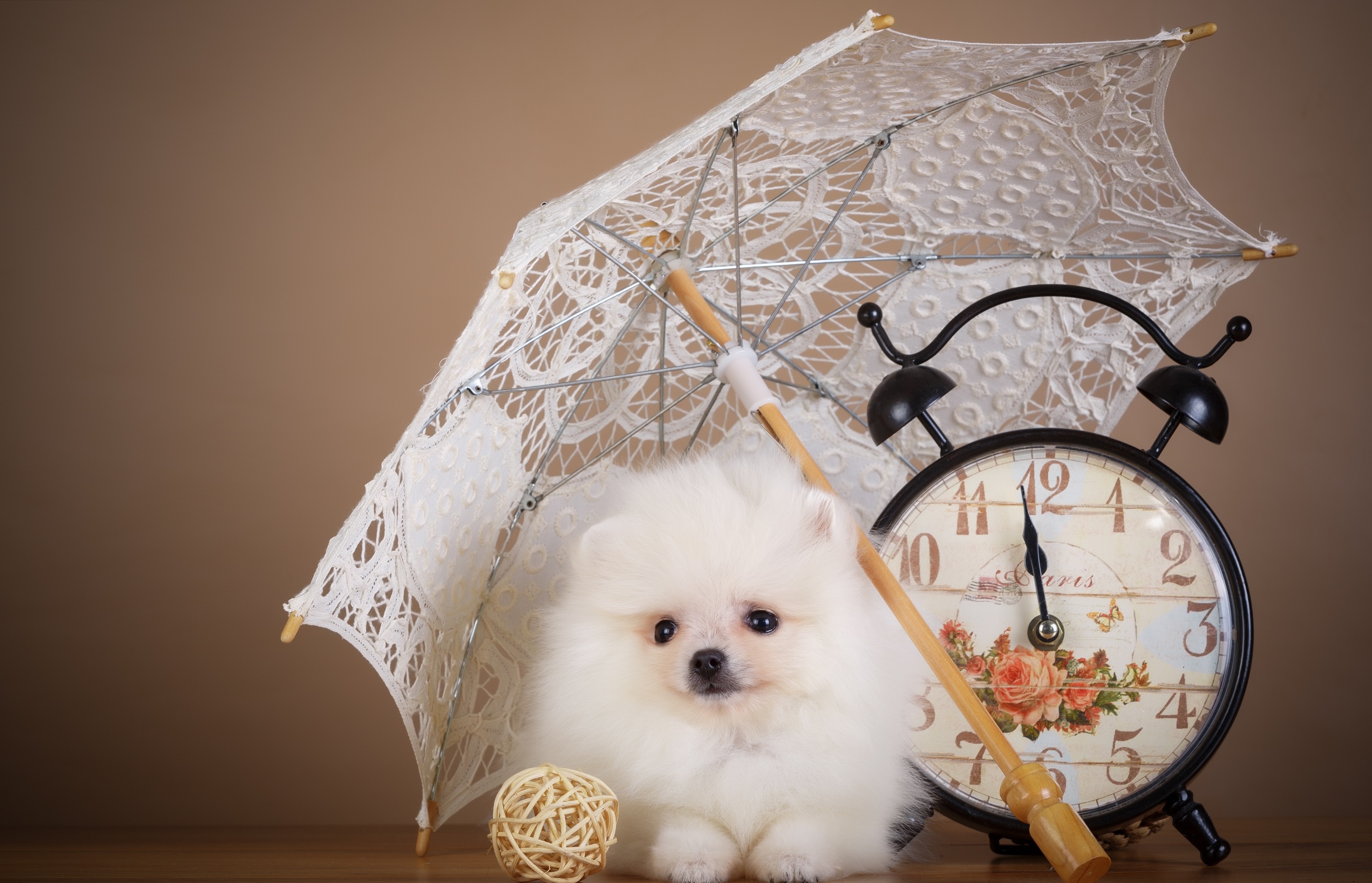 Часы зонтик. Собака и часы картинка. Зонтичное утро. Ребенок зонтик щенок.