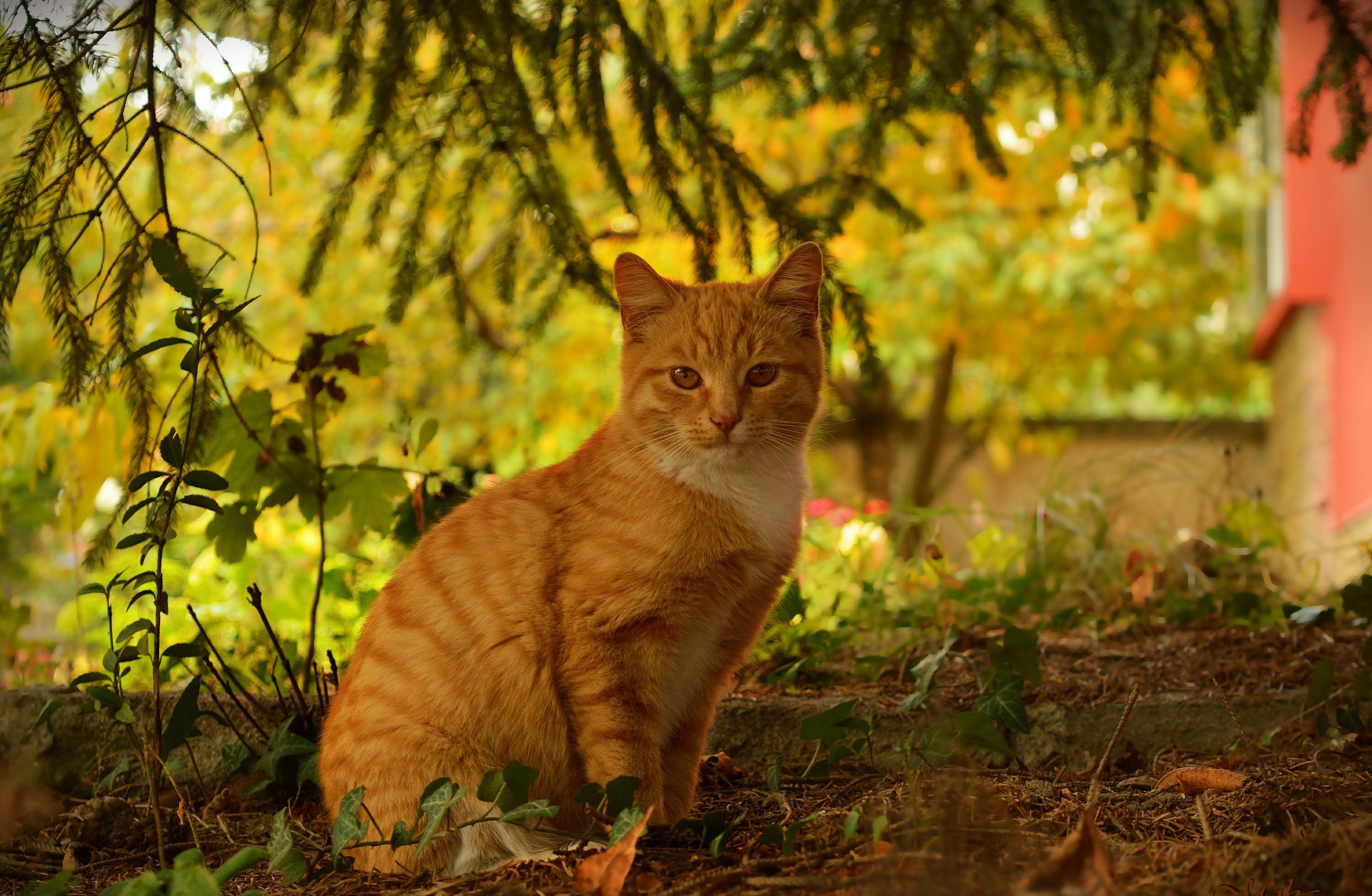 кошка в парке