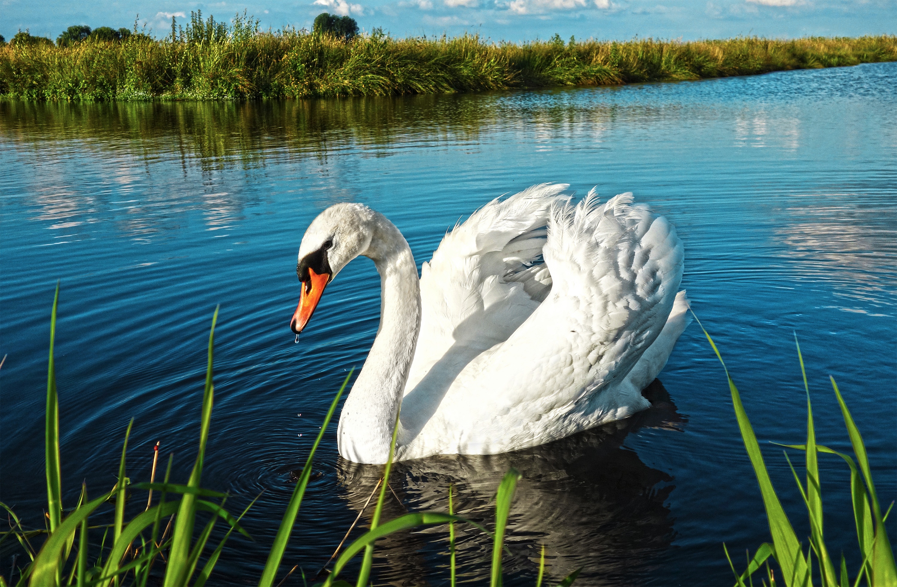 Белые лебеди на озере. Лебеди на озере. Лебеди обои. Лебеди в пруду. Красивые лебеди на пруду.