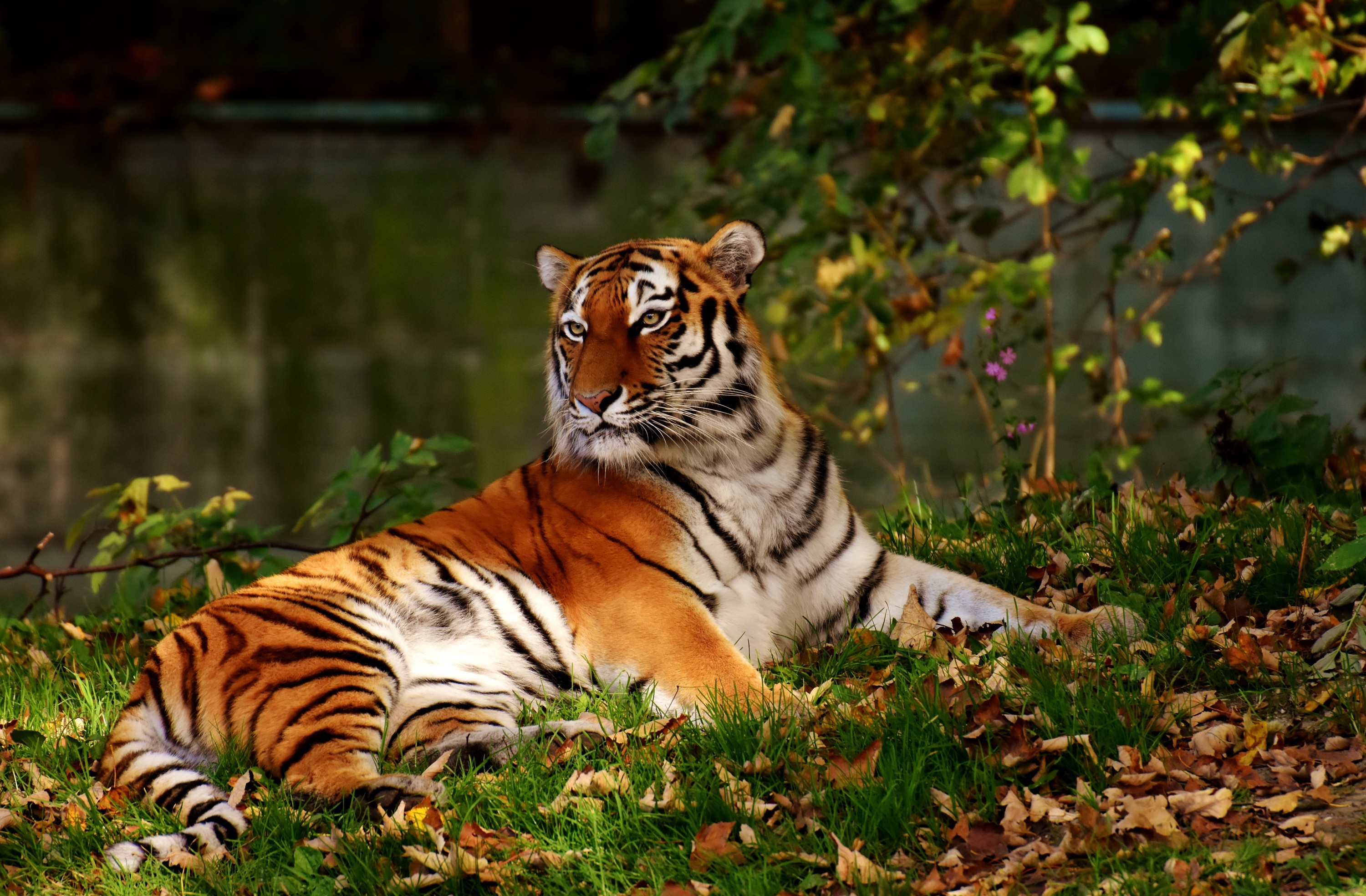 Заставки красивые тигры. Амурский (Уссурийский) тигр. Тайгер тигр. Амурский тигр тигры. Амурский Тайгер.