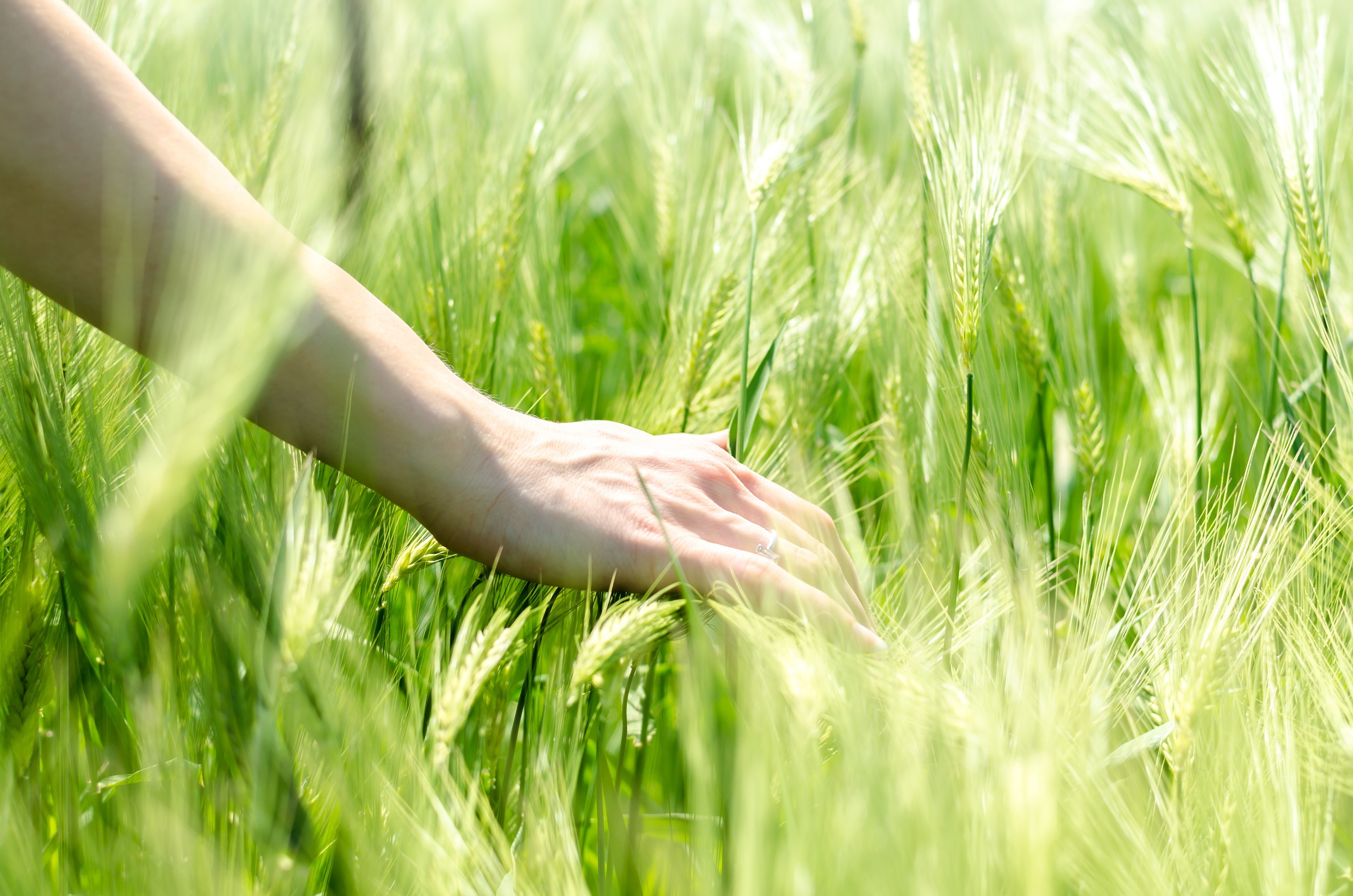 Чуть колышется. Руки летом. Трава в руке. Человек в поле травы. Рука в поле.