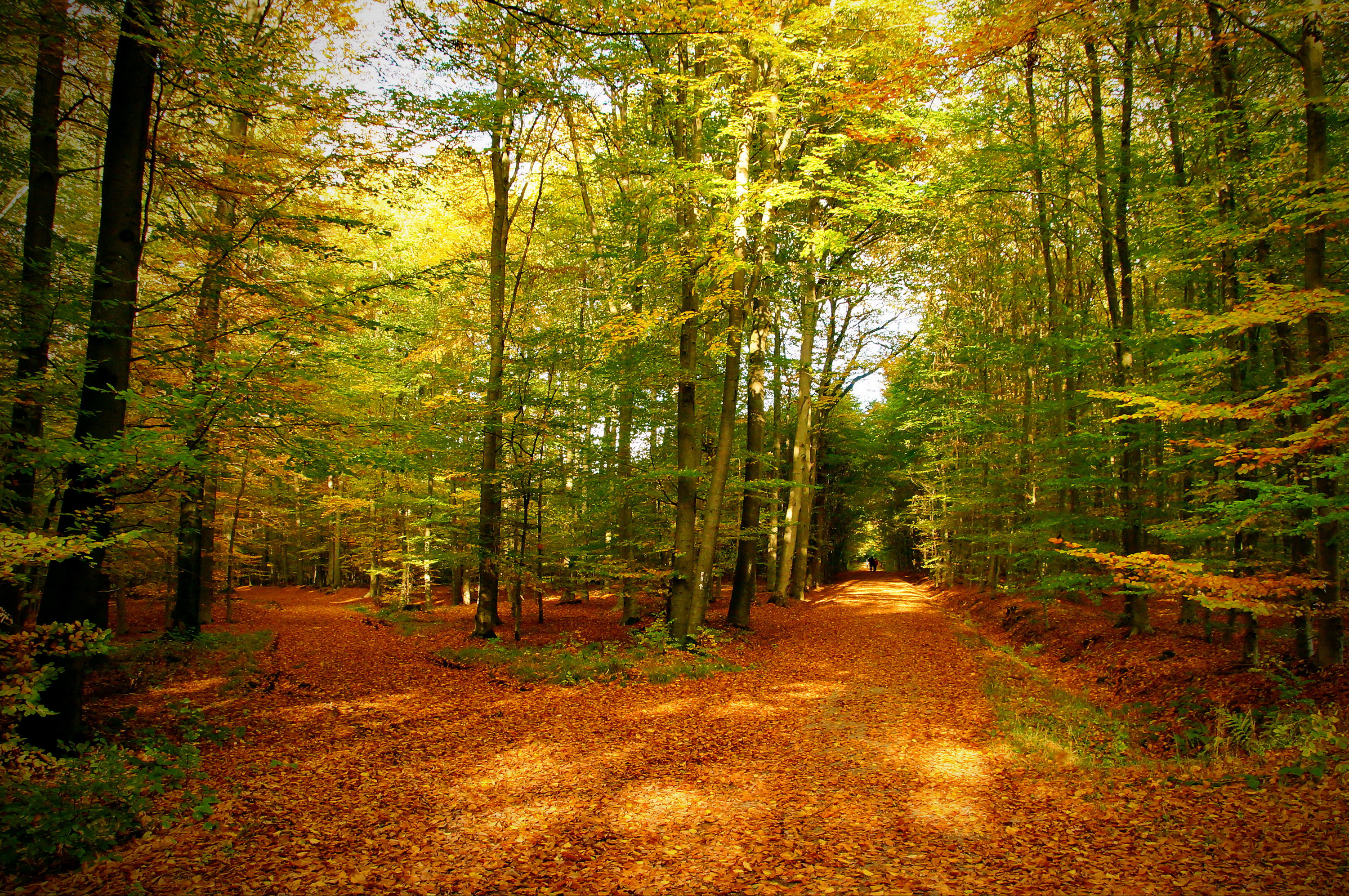 Осенний лес очень красивые. Осенний лес. Осень в лесу. Красивый лес. Красивые леса.